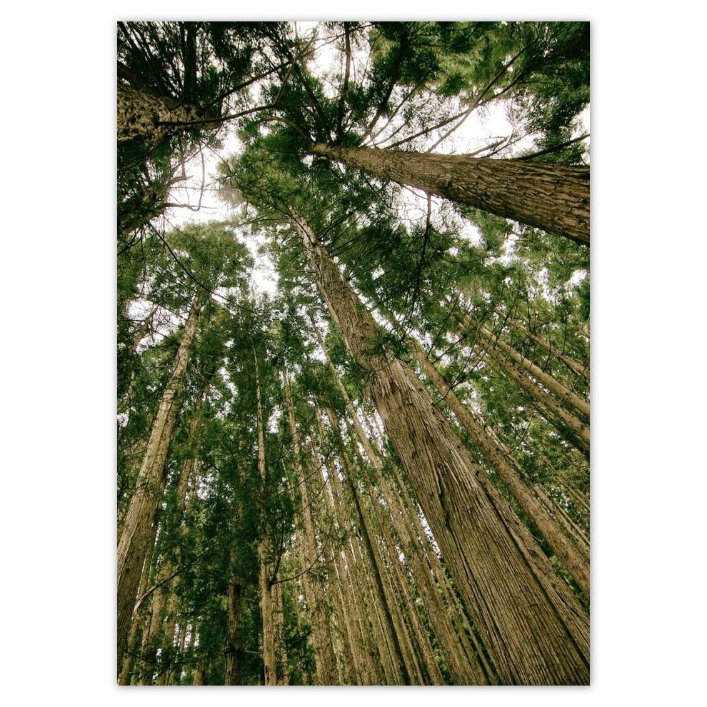 

Naklejki 50x70 Drzewa