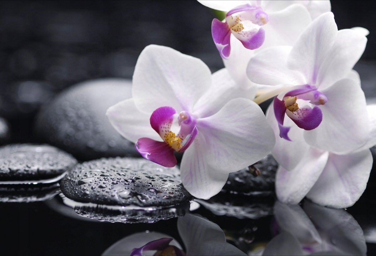 

Tapeta flizelinowa Orchidea - 104x70