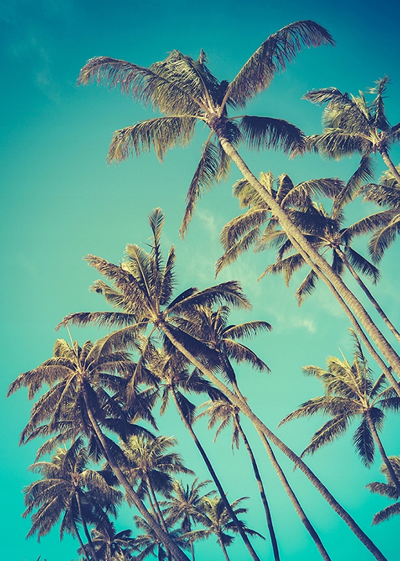 

Palmy plakat B1 100x70cm obraz #143