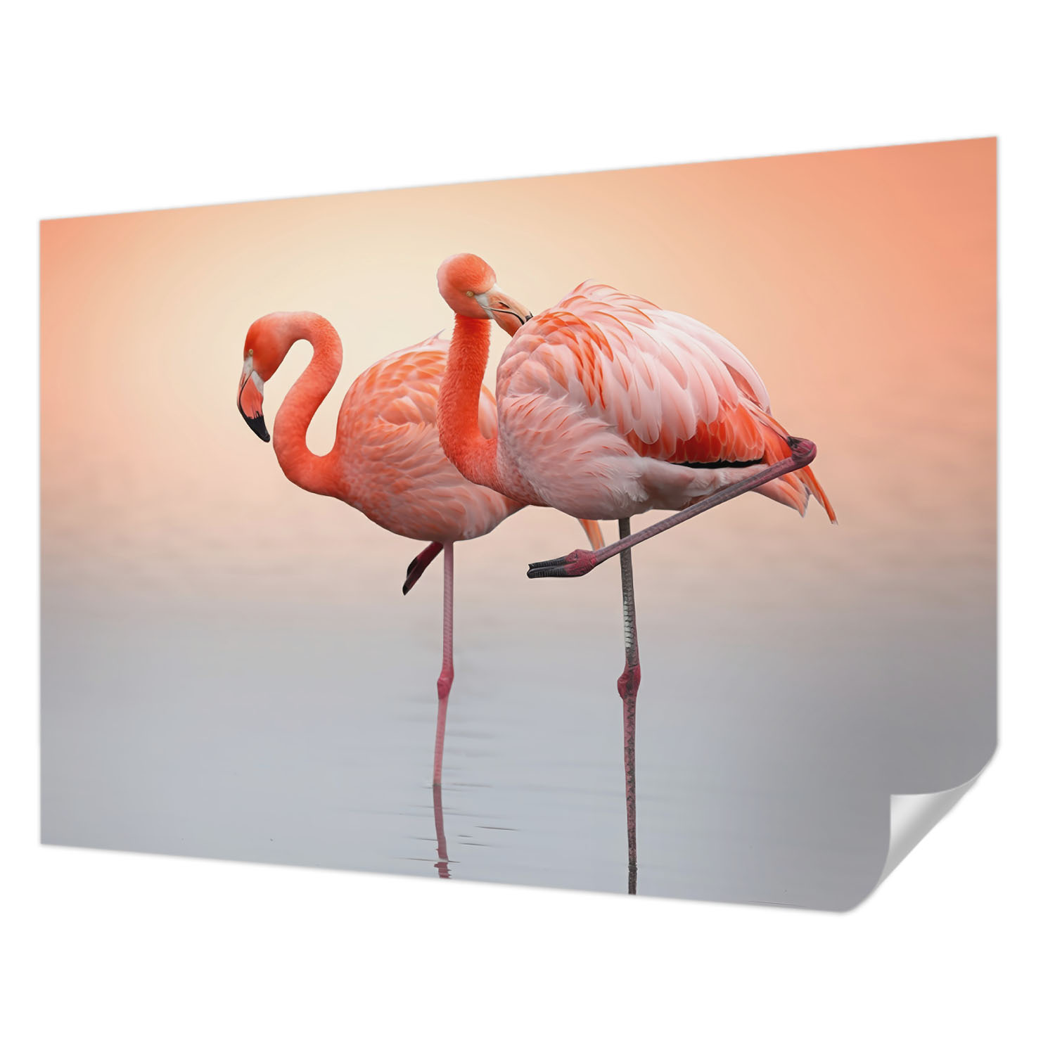Fototapeta Samolepicí Expresní obnova Jemné Plameňáci 312 x 219 cm