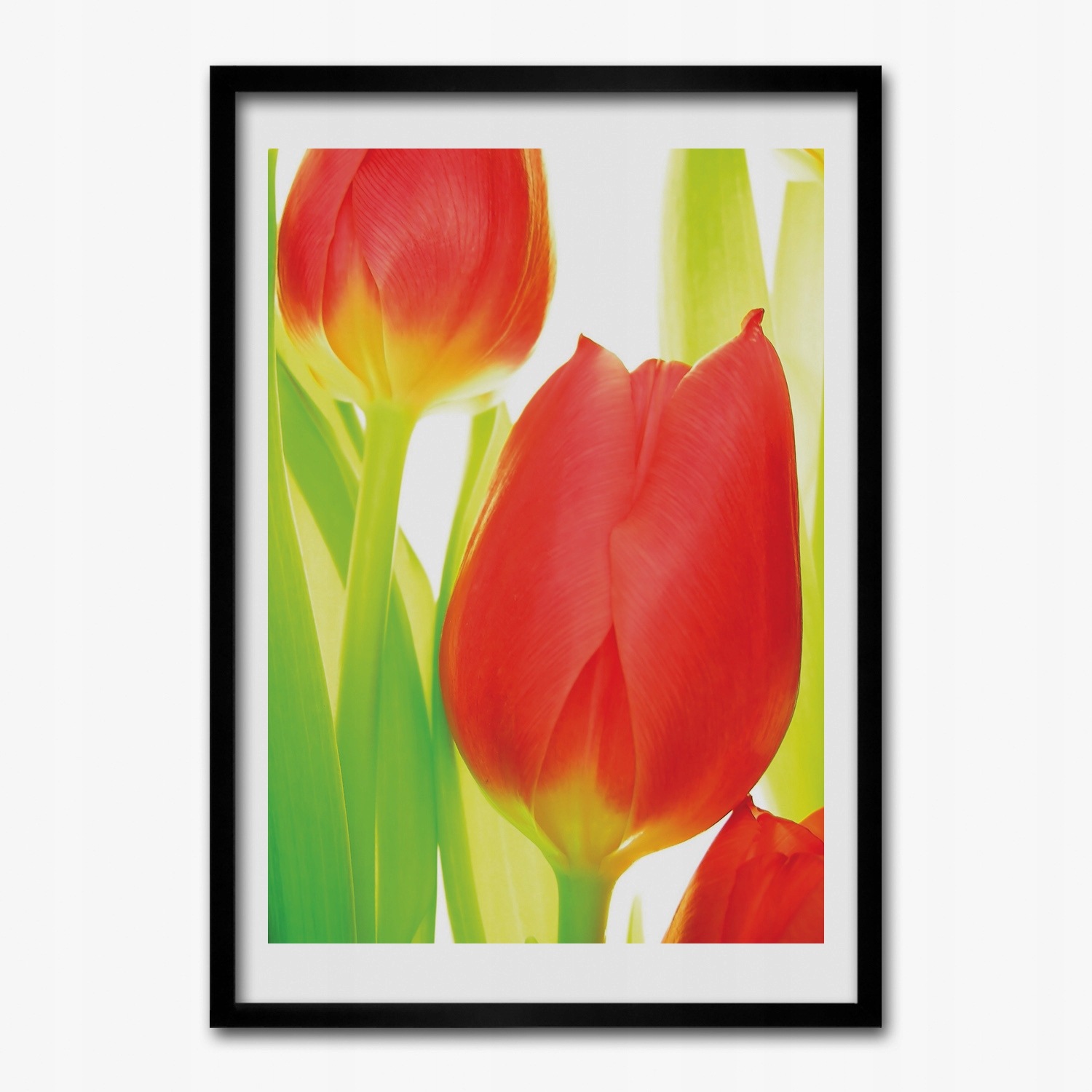Nástěnný obraz v rámu Tulipány s pupeny a květinami 50x70