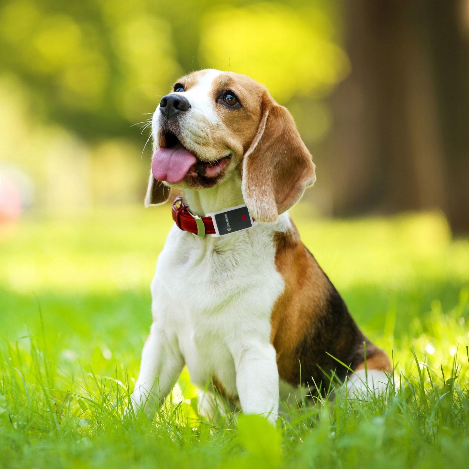 LOKALIZATOR GPS PSA KOTA ETUI NA OBROŻĘ BEZ ABONAMENTU DARMOWA APLIKACJA X5 EAN (GTIN) 5905220306701