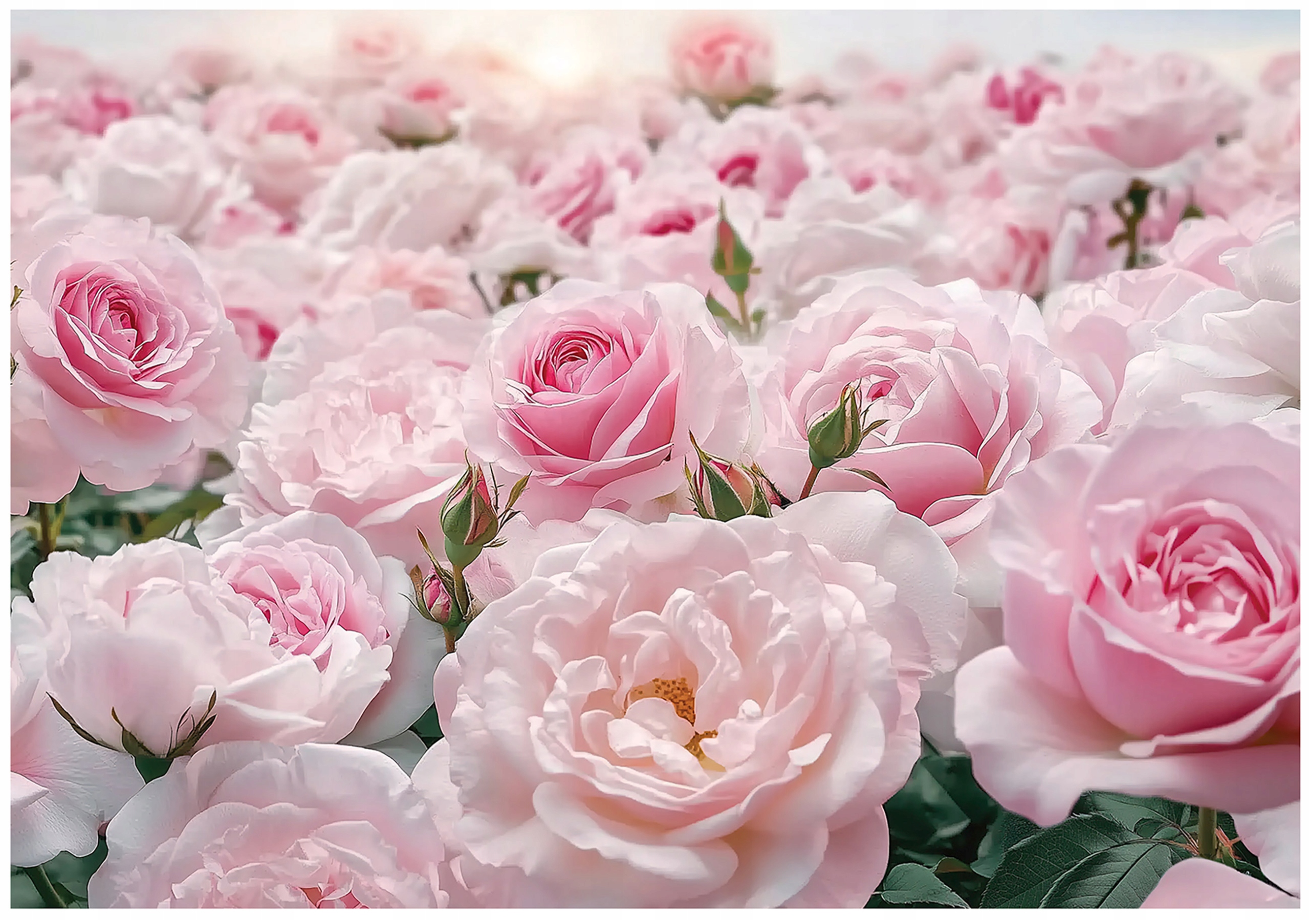 3D Tapeta Růže Květiny Příroda Růže Fototapeta Na Zeď 200x140