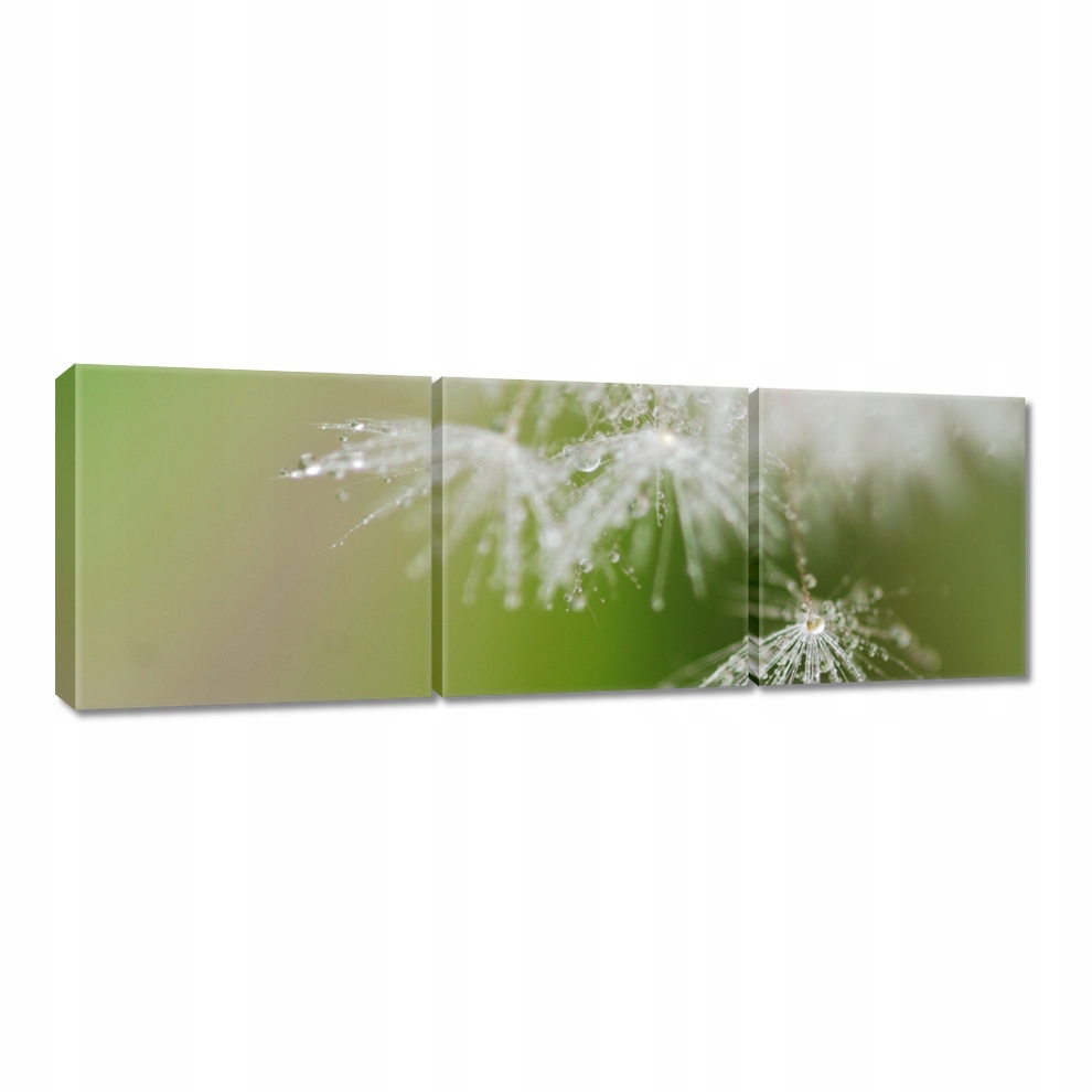 

Obrazy 60x20 Dmuchawiec Kwiat Kwiatki