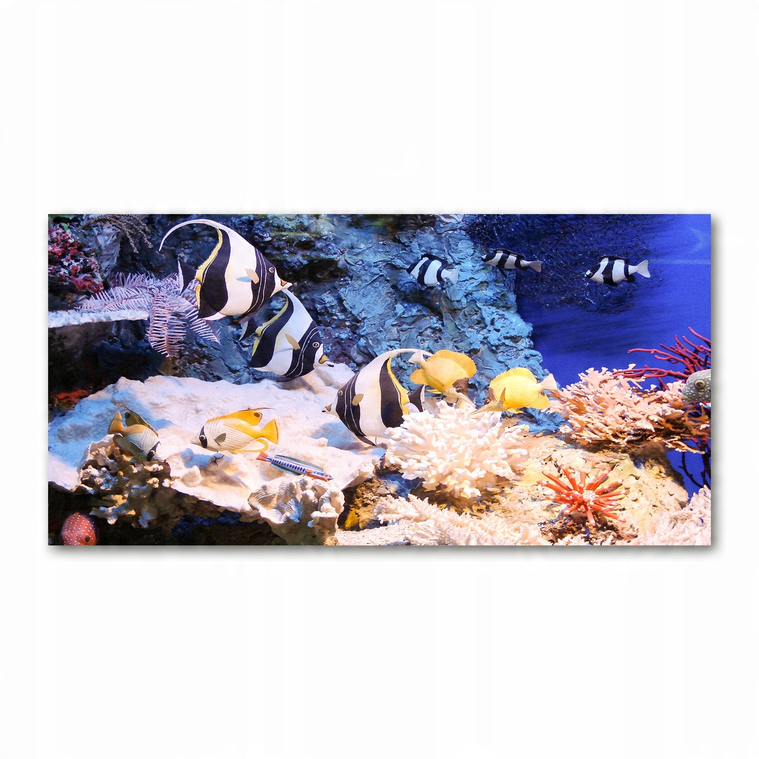 

Foto-obraz akryl Rafa koralowa zdjęcie 140x70 cm