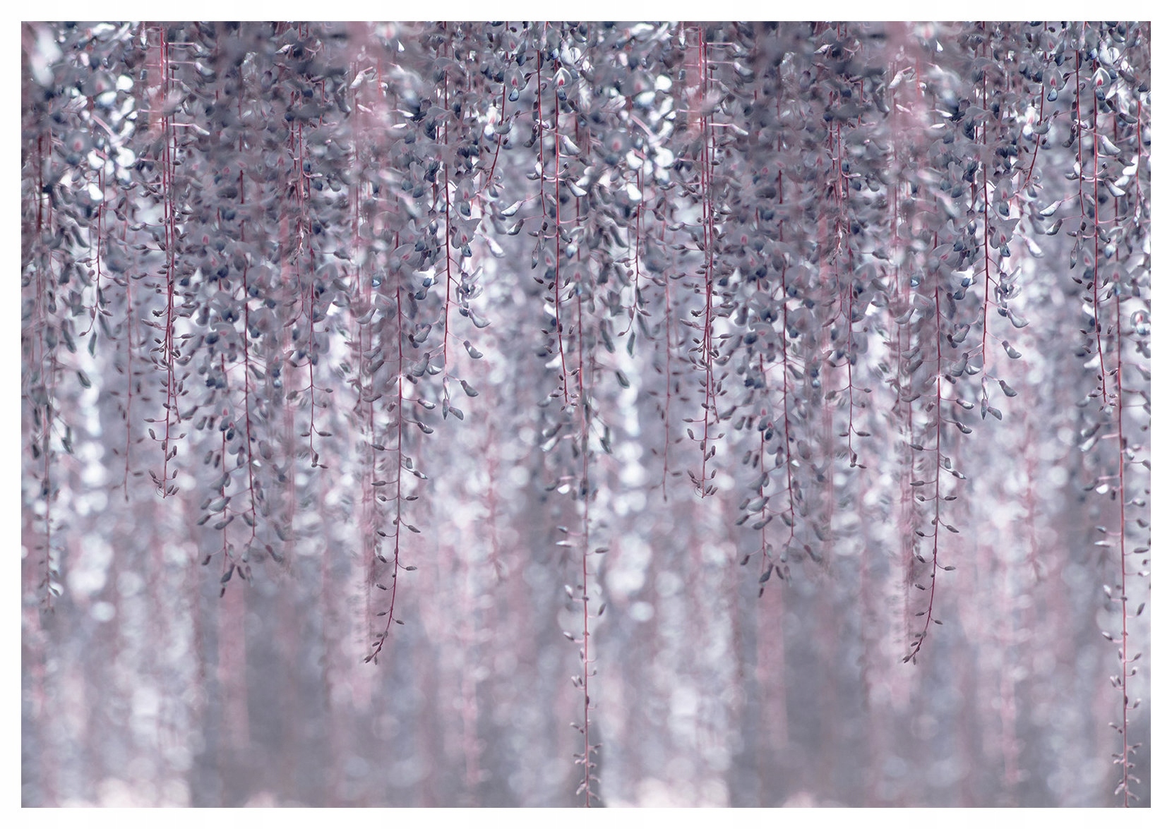 Vinylová fototapeta Glycinie s jemným fialovým efektem bokeh 416x254 lepidlo