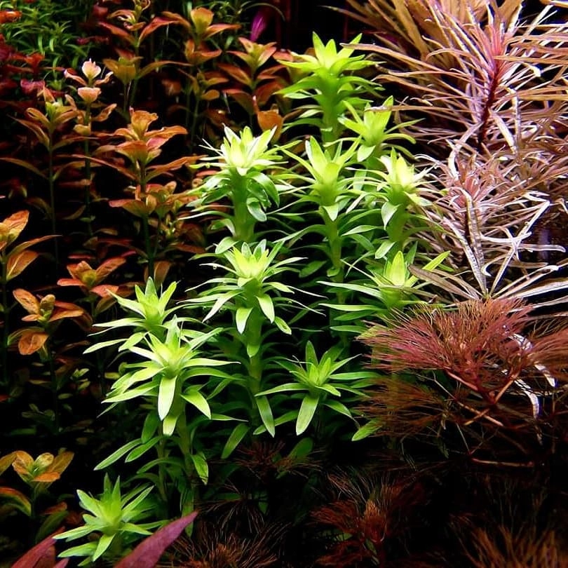 Tonina Tocansis RARYTAS z hodowli podwodnej