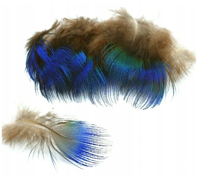 Body Feathers Turkusowe pióra pawia 10szt