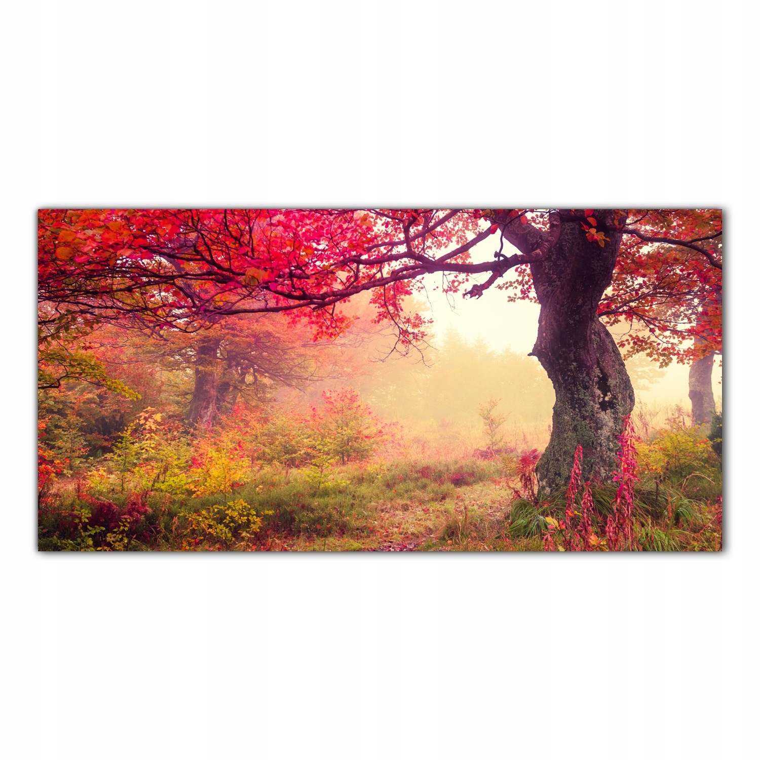 Podzimní les Stromy 100x50 Tvrzené skleněné panely