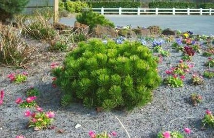 ГОРНАЯ СОСНА ПУМИЛИО ПЛОТНАЯ ДЛЯ БОНСАЙ