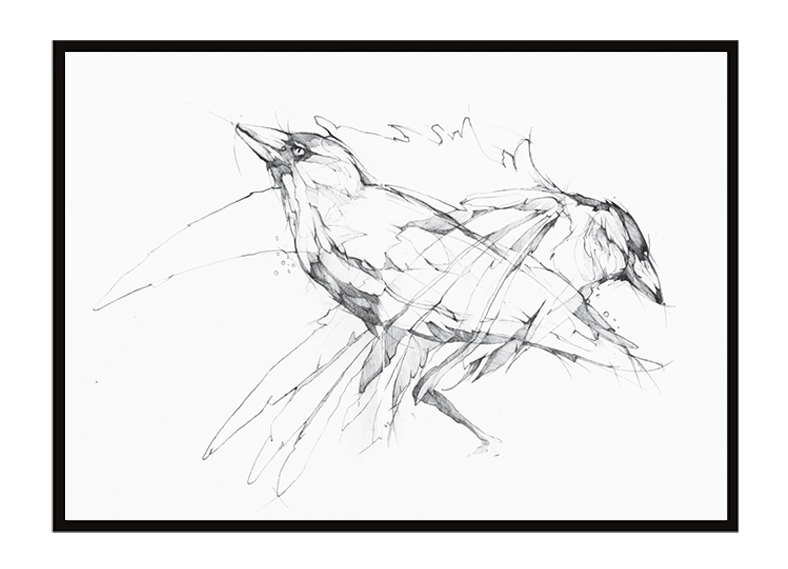 

Obraz Plakat W Ramie 53x73 cm Ptaki P1499