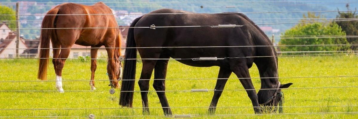 PASTUCH ELEKTRYCZNY AKUMULATOR 12V BATERIA + ŁADOWARKA 7AH ZASILACZ Rodzaj ładowalna
