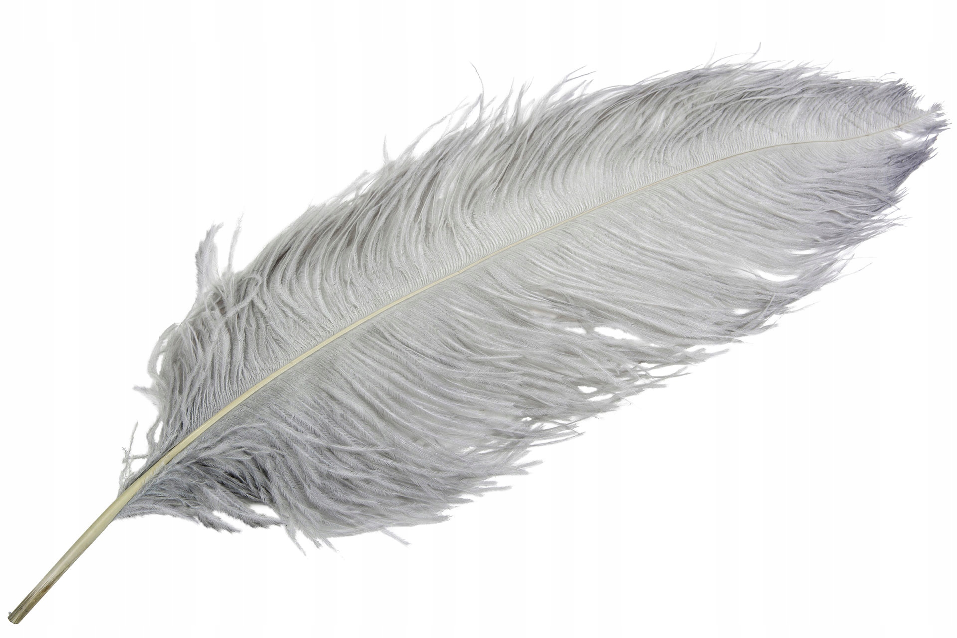 Příběh Strusie do vázy Szare 60cm