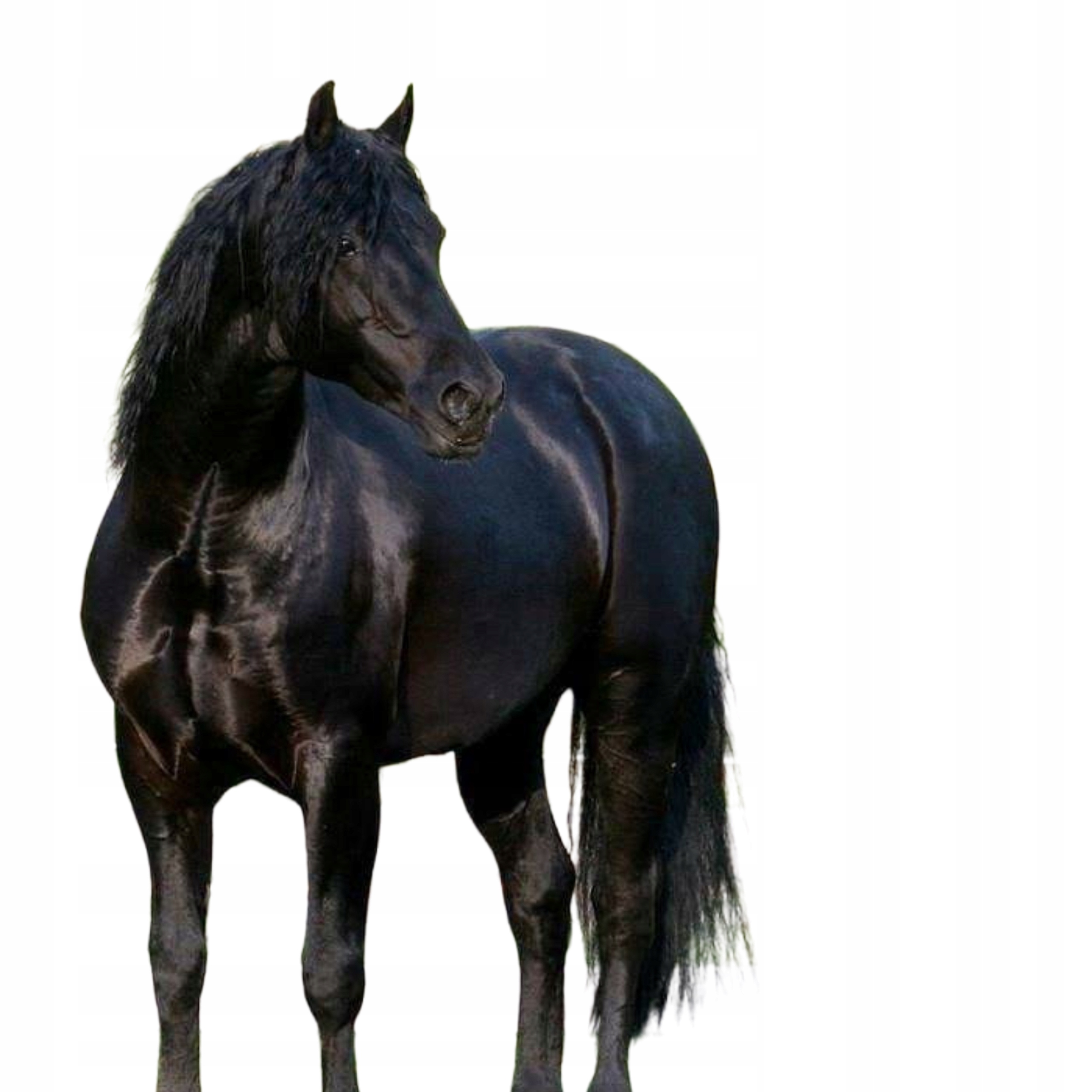 Obornik Koński 31 Kg Granulowany 100% Wiosenny Jesienny Nawóz Ekologiczny