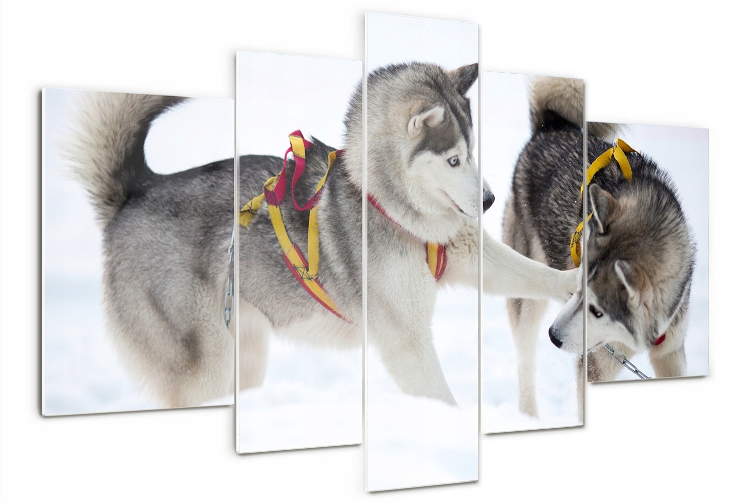 

Foto Obraz szklany duży poliptyk Husky zimą