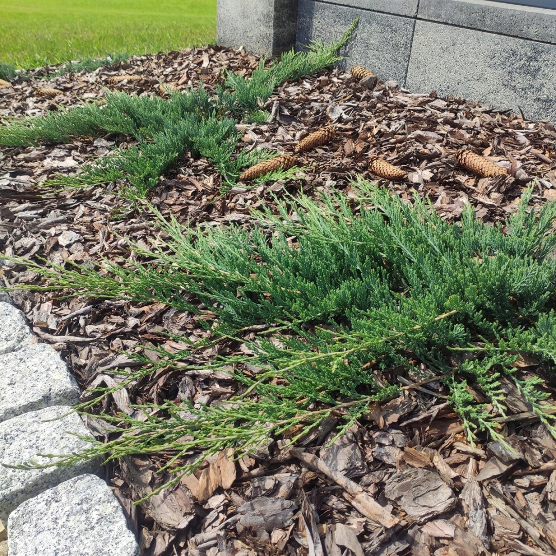 KORA SOSNOWA OGRODOWA 80L PALETA 36 sztuk Kod producenta KORA SOSNOWA 80L RAWAN