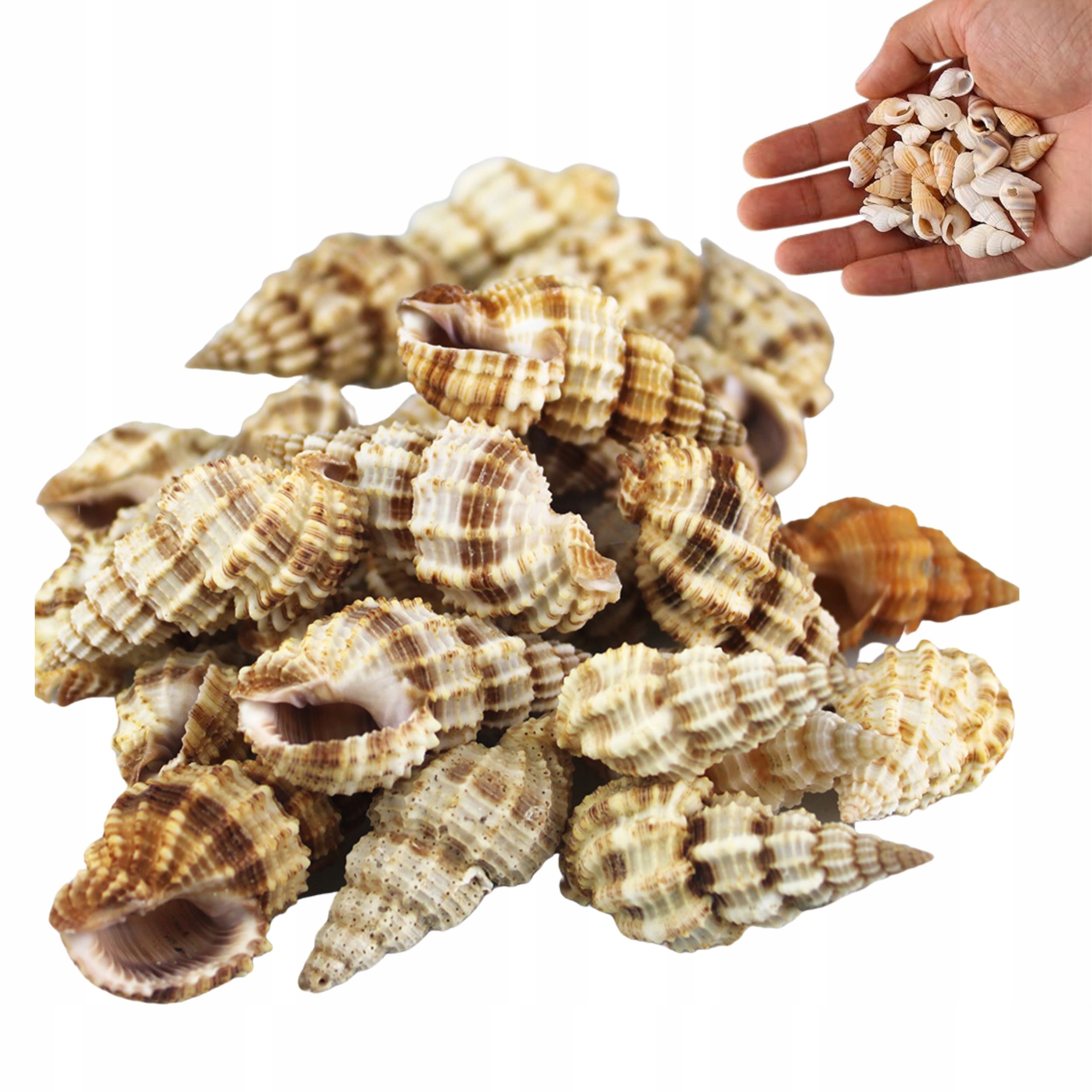 Malé Mořské Mušle Hnědé Mušle Pro Zdobení Akvárií Vázy 250 G