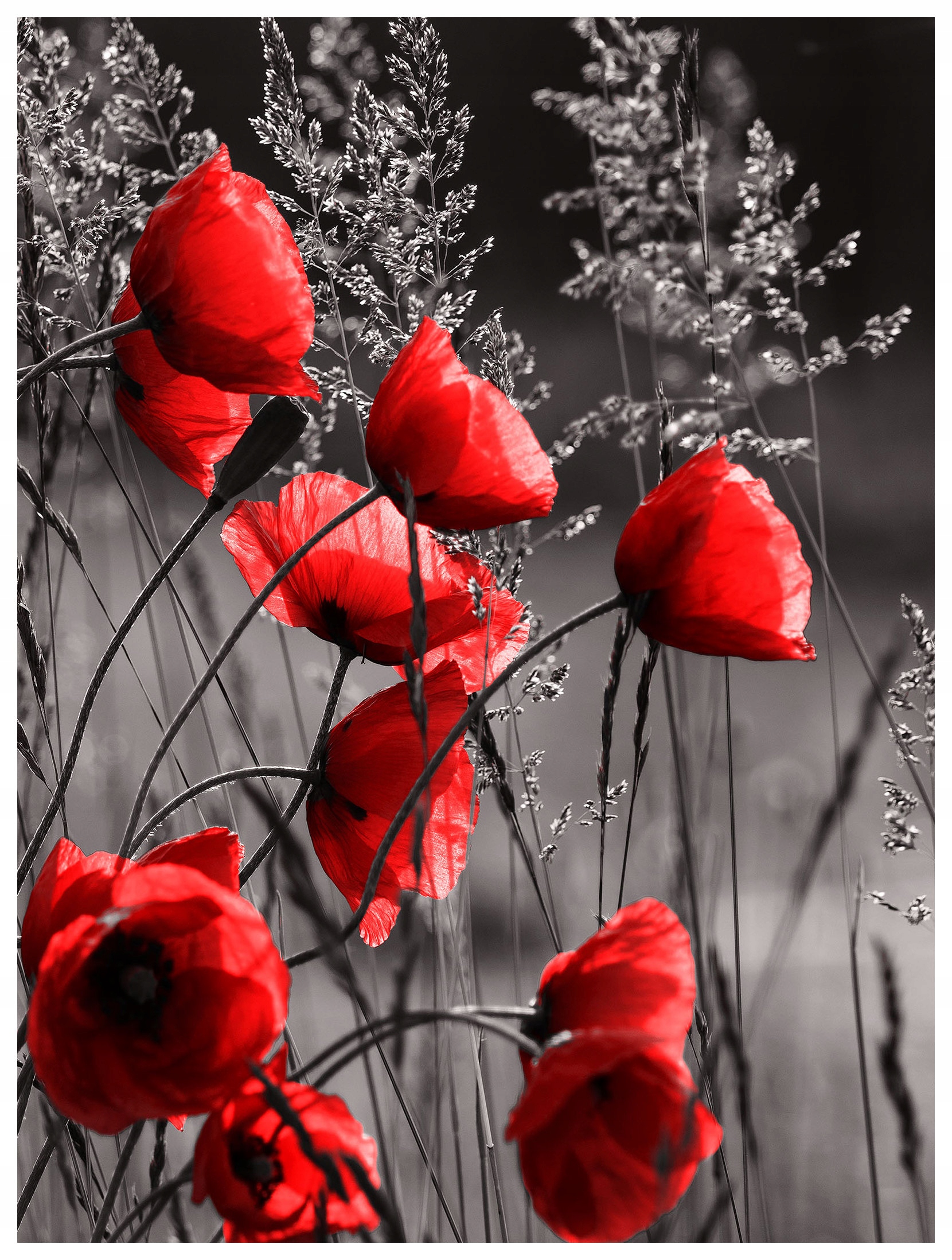 Fototapeta flizelina Červené máky Kontrast elegance přírody 206x275 lepidlo