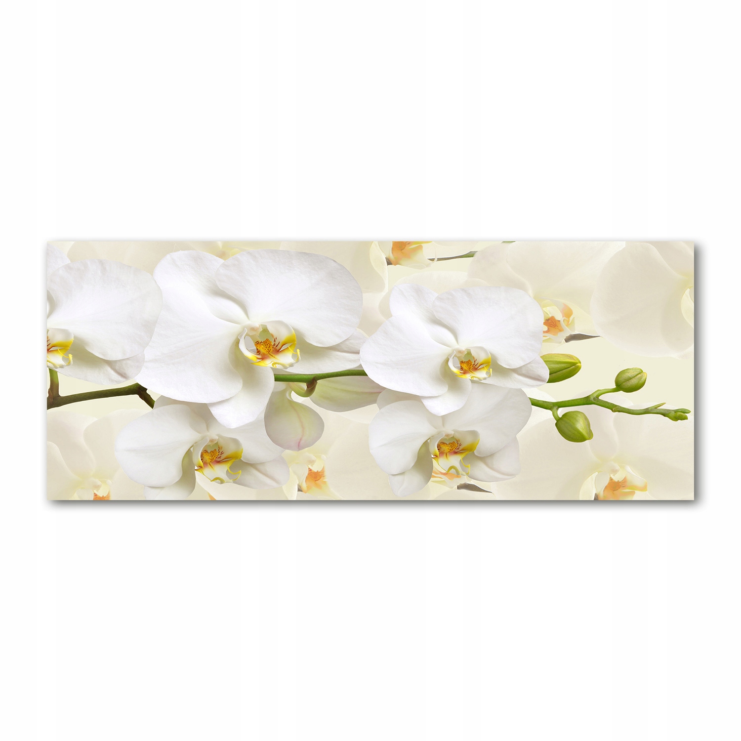 

Foto obraz duży akryl nowoczesny Orchidea 125x50cm