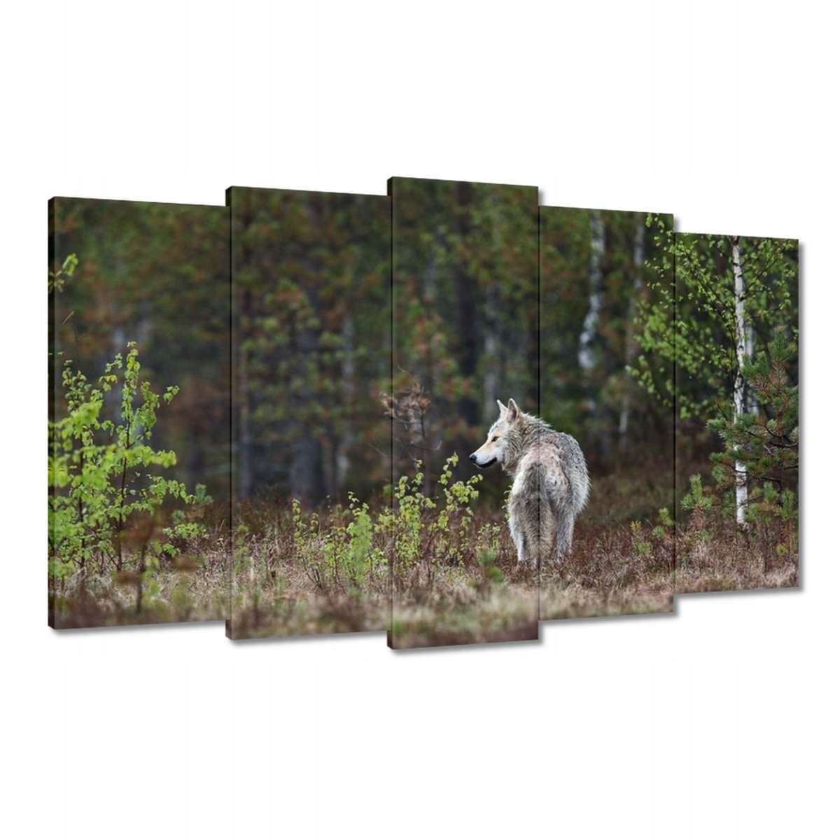 Obrazy 100x60 Vlk