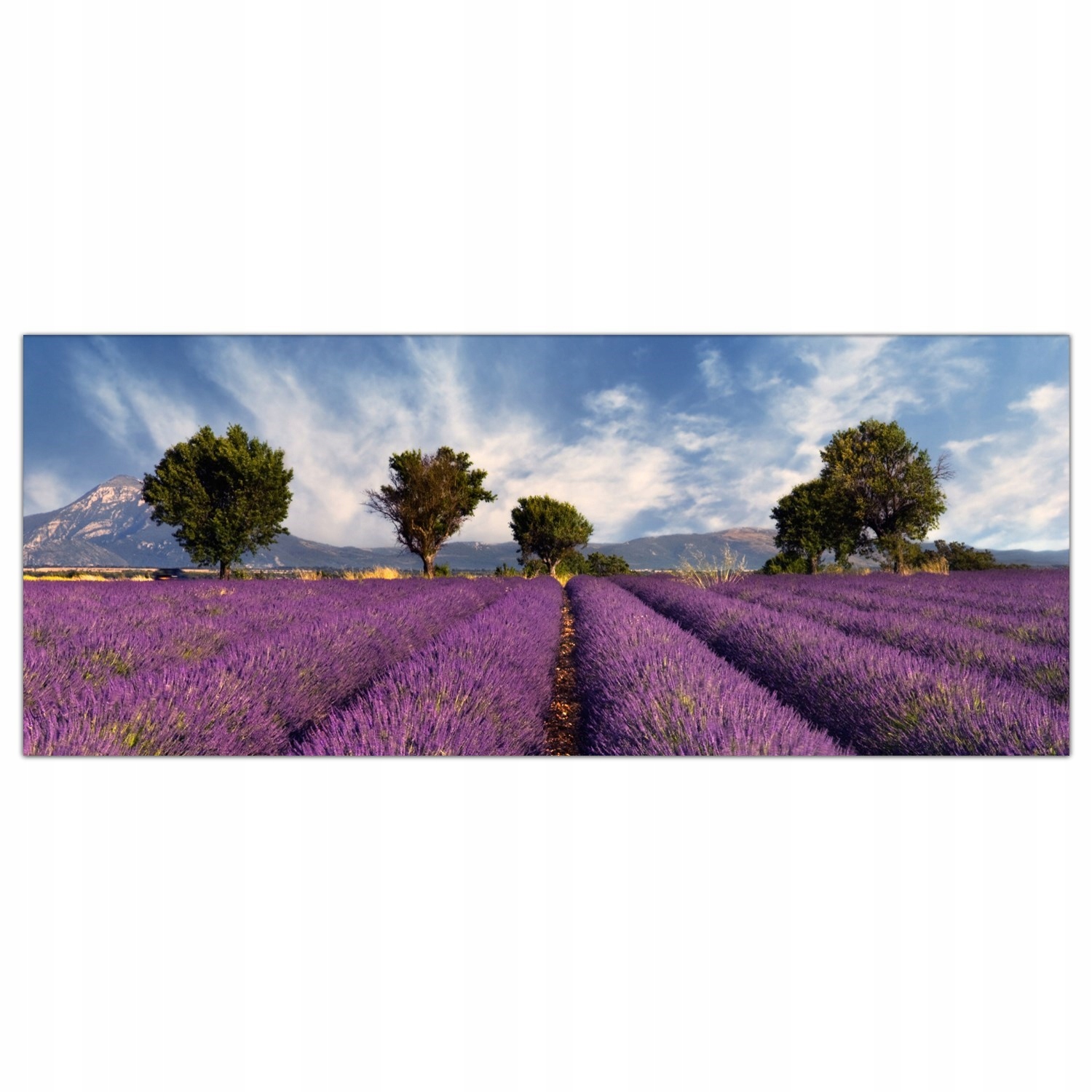 Levandulové pole Natura 125x50 Panel sklo do kuchyně