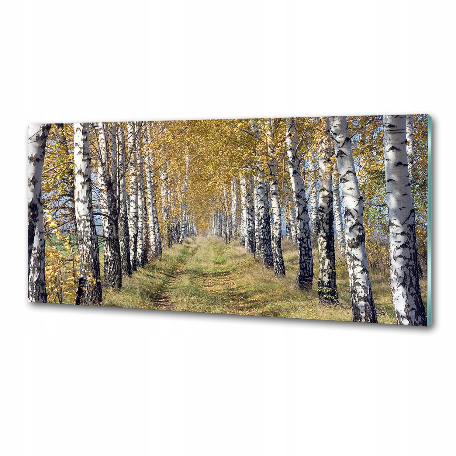 Panel do kuchyne Breza na jeseň 125 x 50 cm Lepidlo