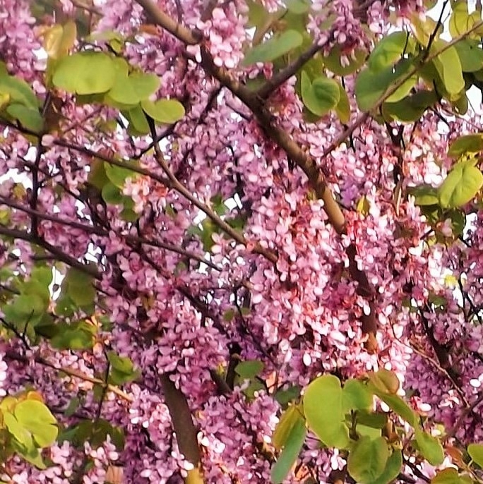 ИУДА ВОСТОЧНАЯ - CERCIS SILIQUASTRUM - ВЕСЕННИЙ КУСТАРНИК