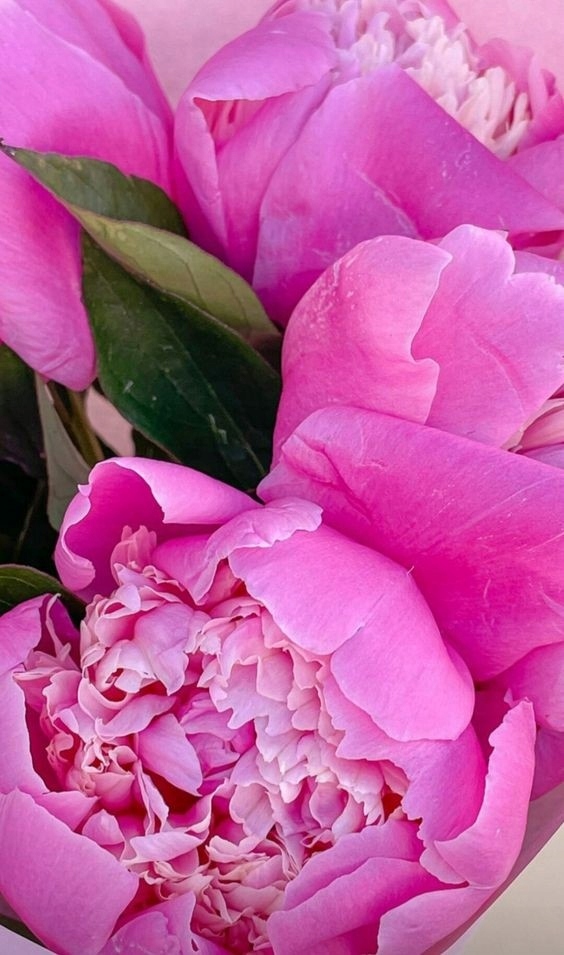 Zapach do świec olejek 10ml PIWONIA Marka Kastom