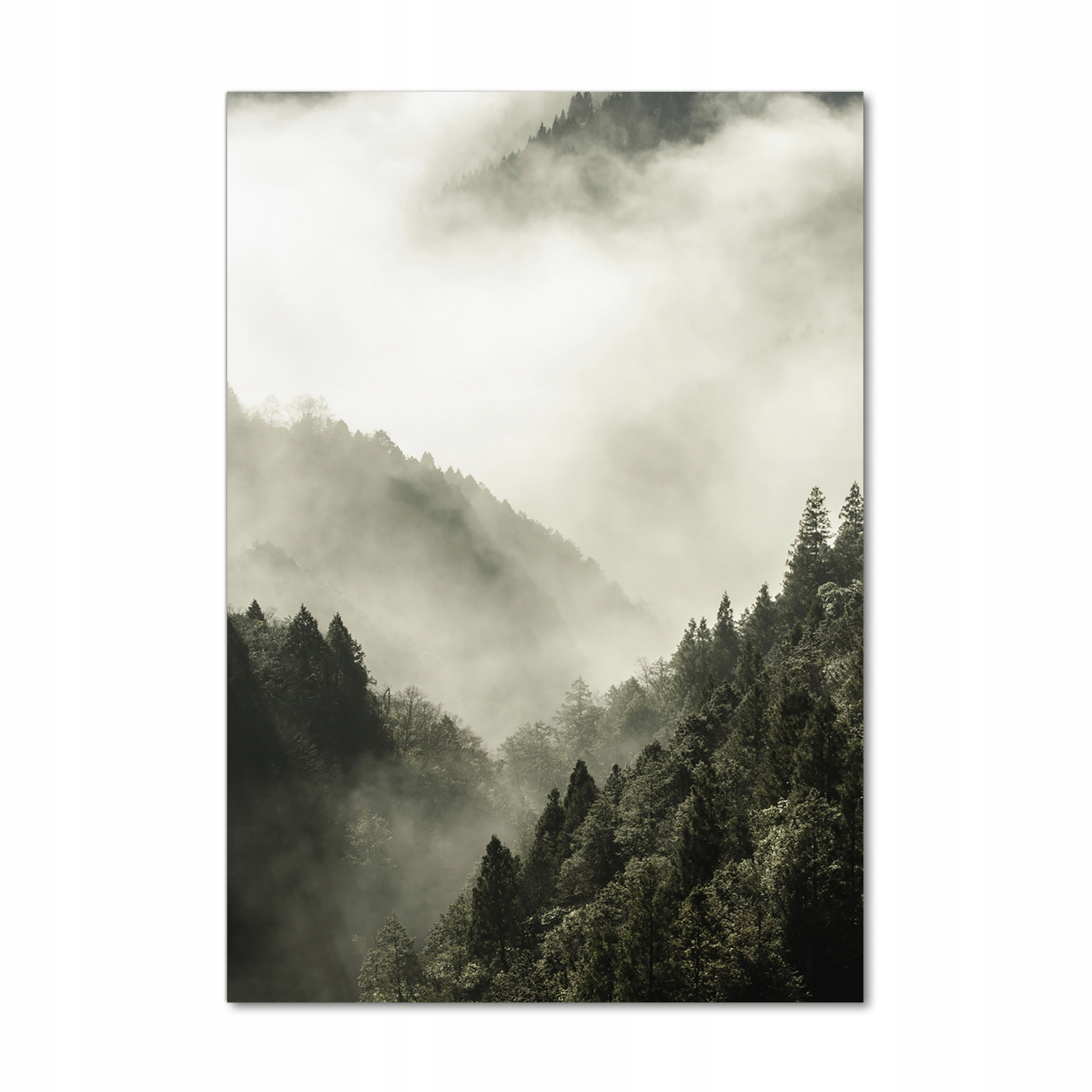 

Foto obraz akryl do salonu Mgła nad lasem 70x100cm