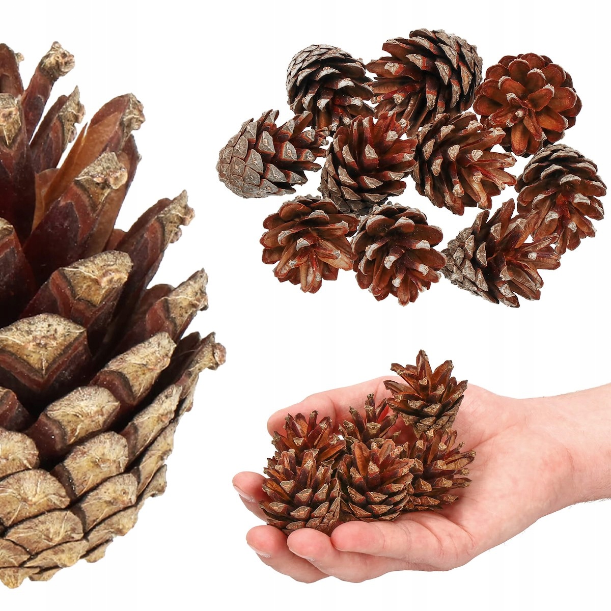 

Szyszki Naturalne Susz Stroik Ozdoba 10szt Święta