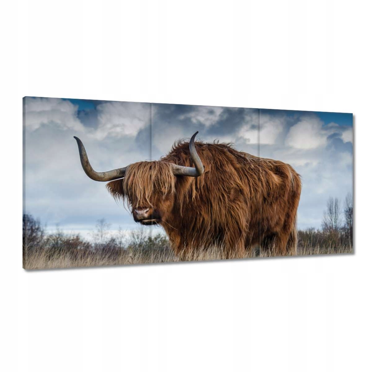 Obrazy 180x90 Krava vysočiny Rohy