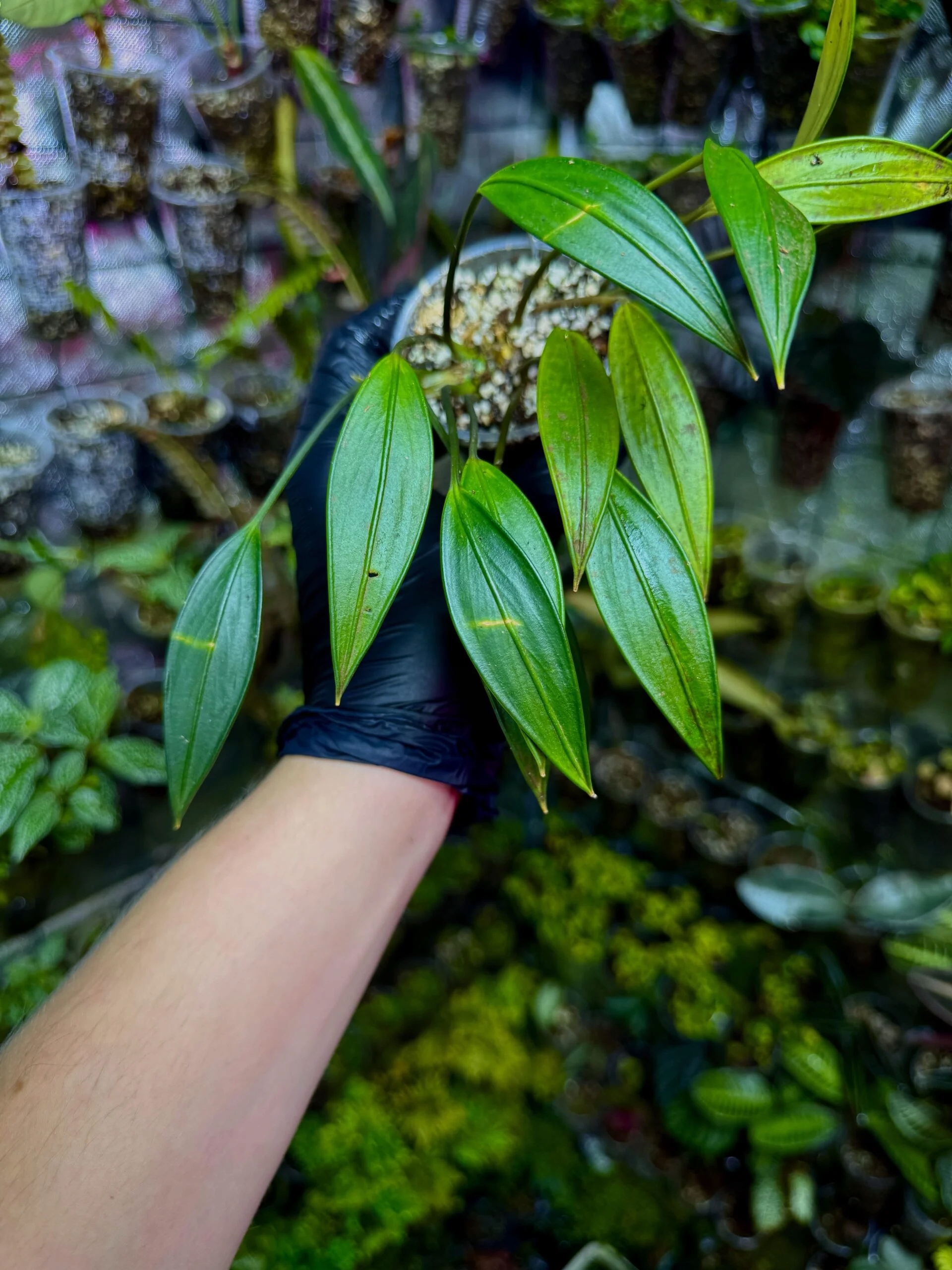 Levně Aridarum sp. – vzácný epifyt z Bornea do terária a paludária Parrot Pl