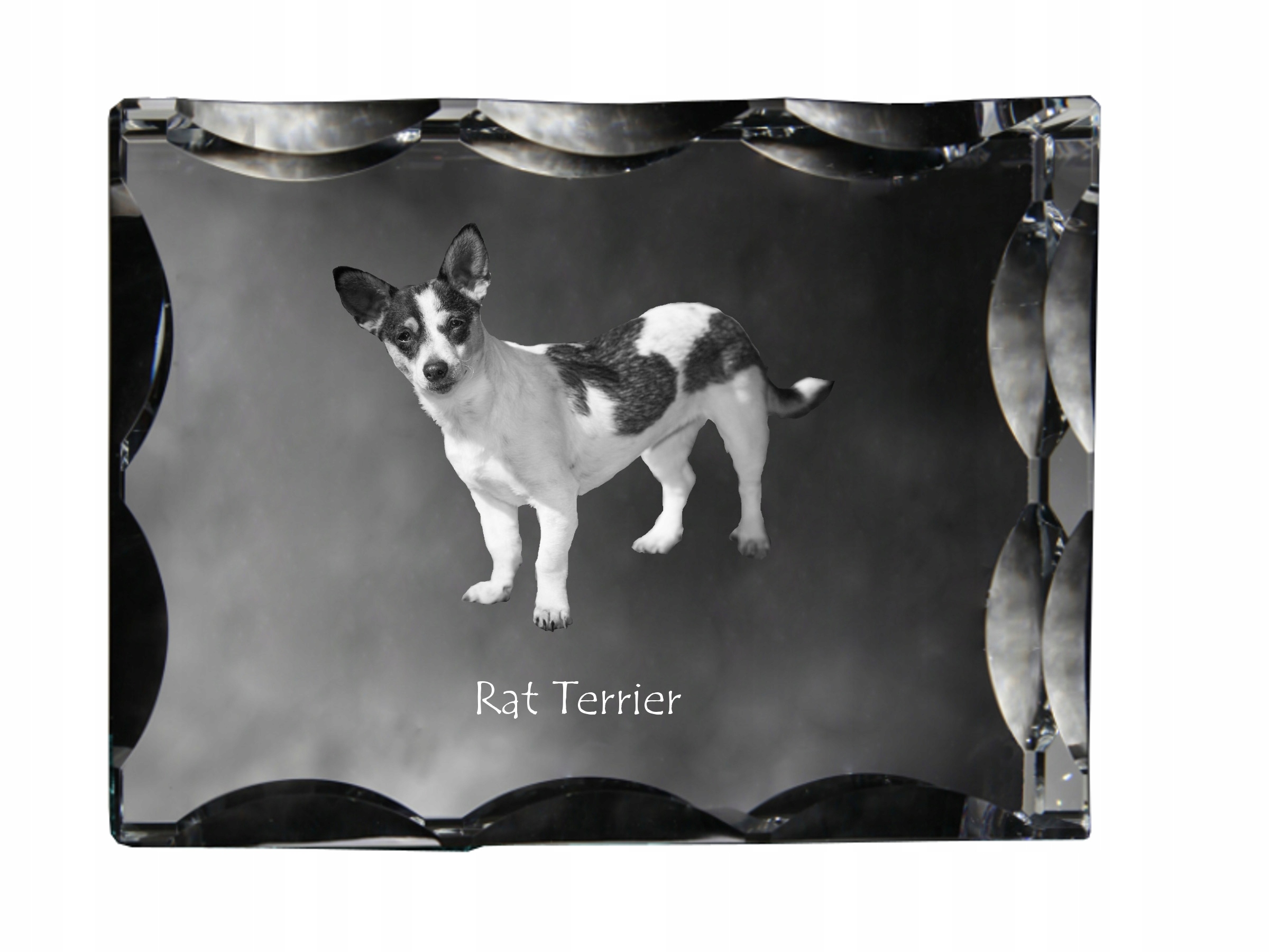Rat Terrier fotografia psa v ozdobnom kryštáli, suvenír, dekorácia domu
