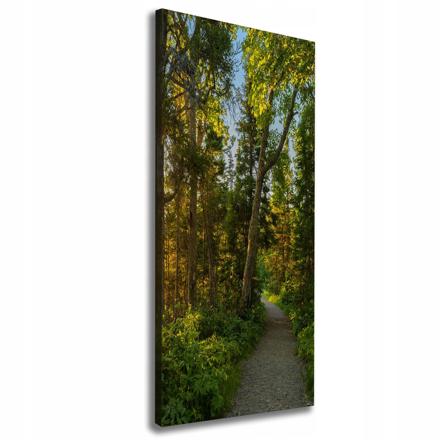 

Foto obraz na płótnie Ścieżka w lesie 50x125 cm