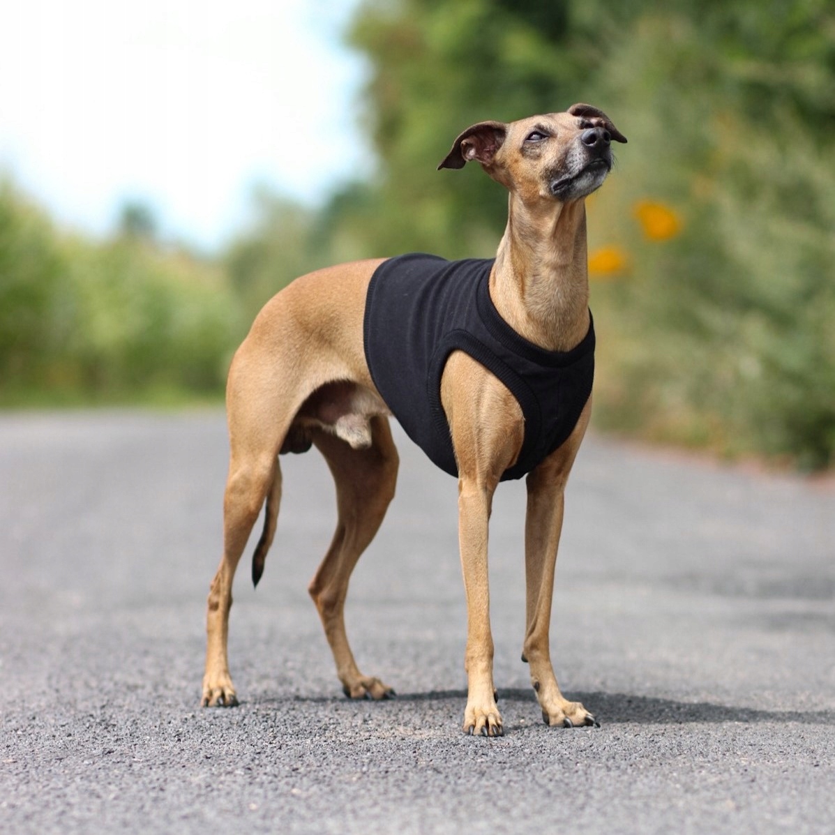 Levně Oblečení pro italského chrtíka tepláková mikina bez rukávů