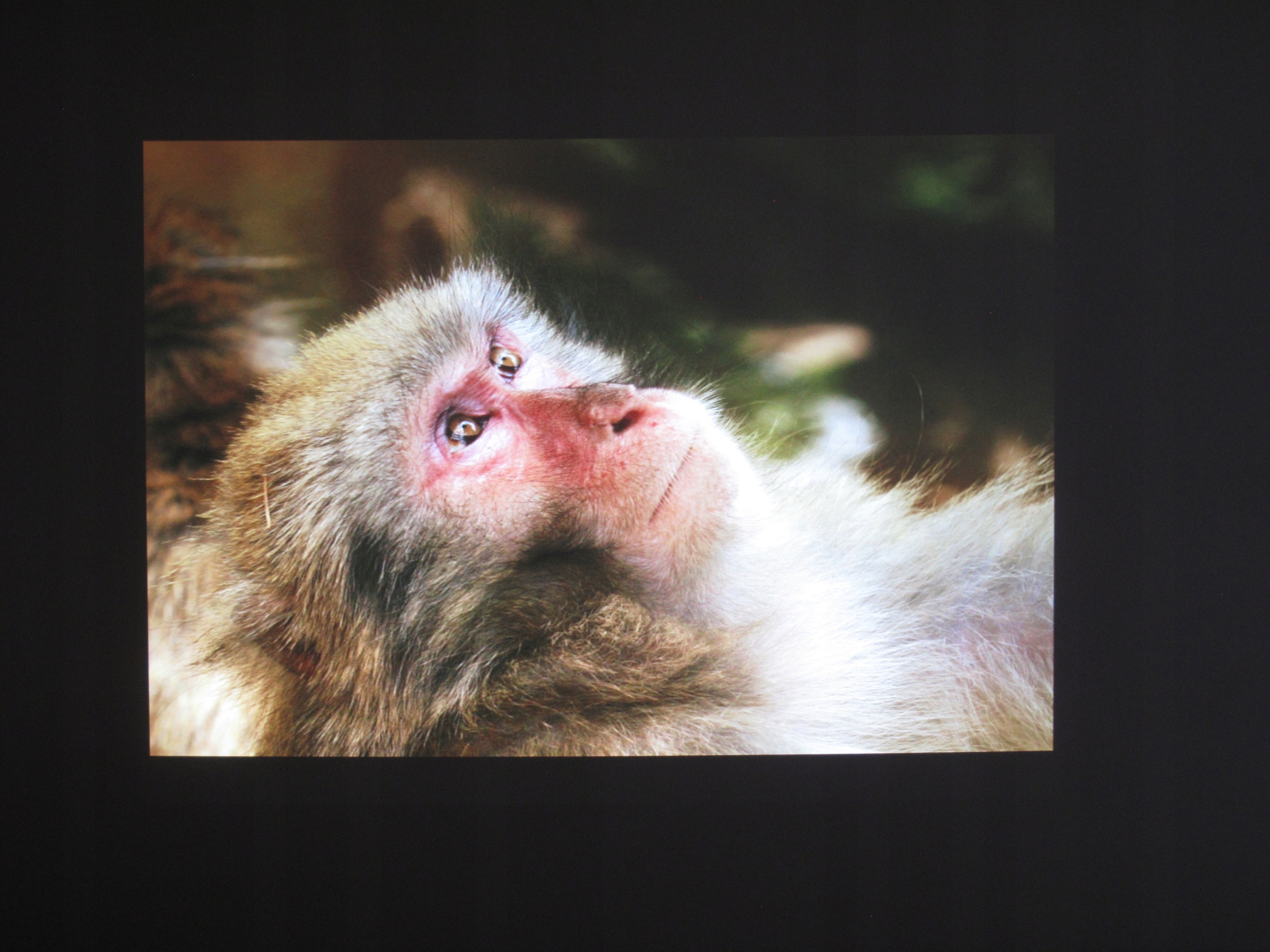 PROJEKTOR RZUTNIK INFOCUS 3200ANSI HDMI XBOX PS4 Model IN112x