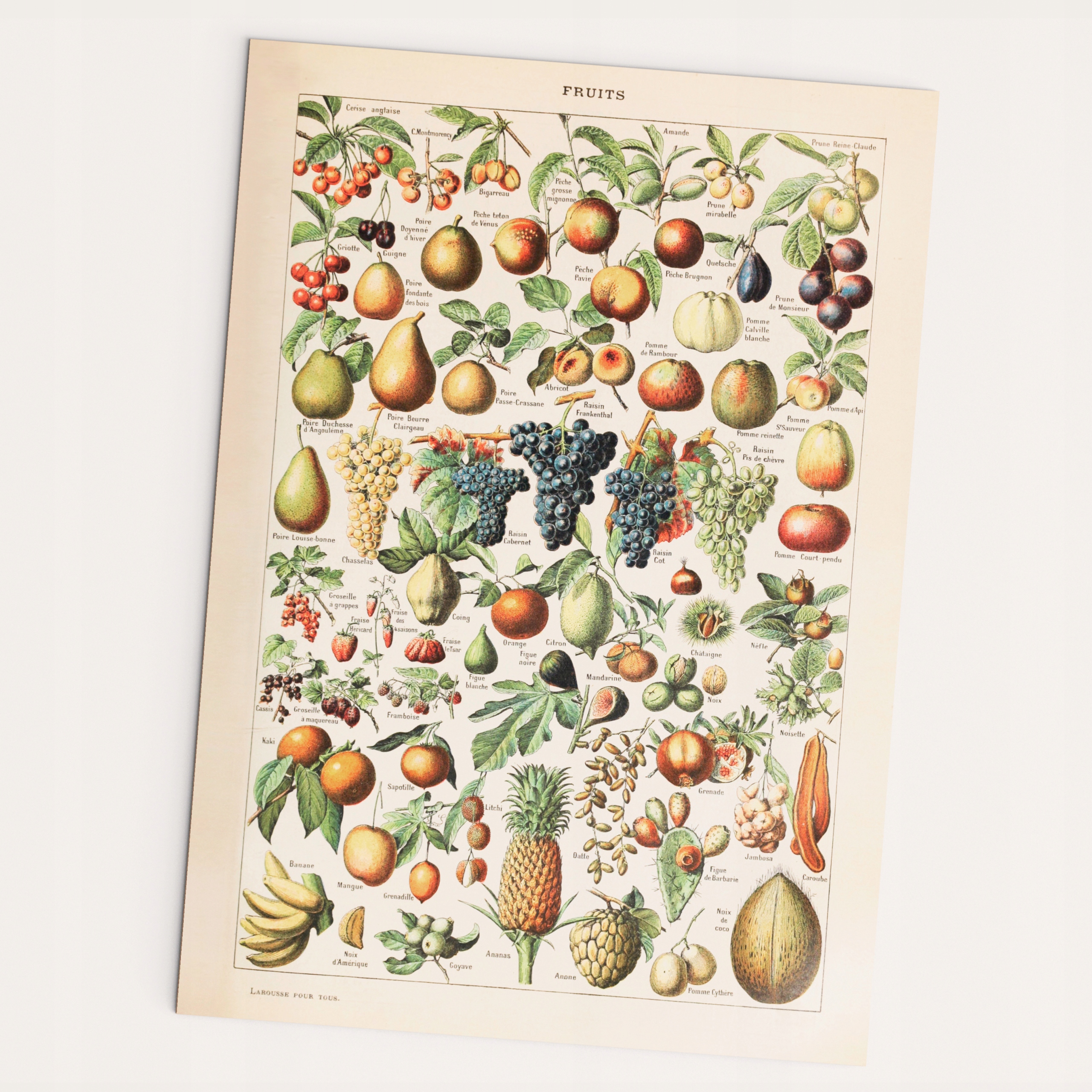 Owoce Fruits plakat A2 vintage