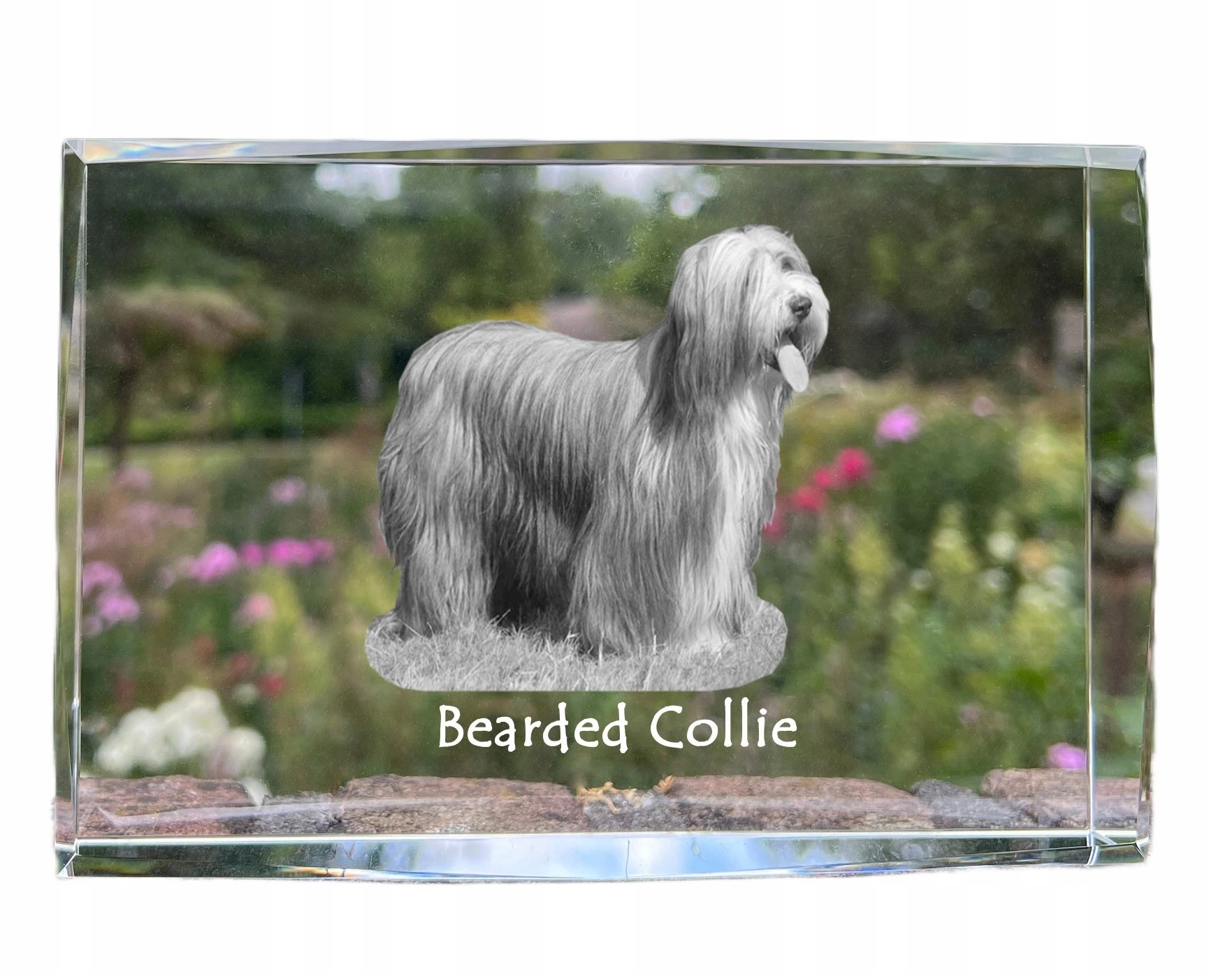 Bearded Collie fotografia psa v kryštáli, suvenír, trofej, poďakovanie