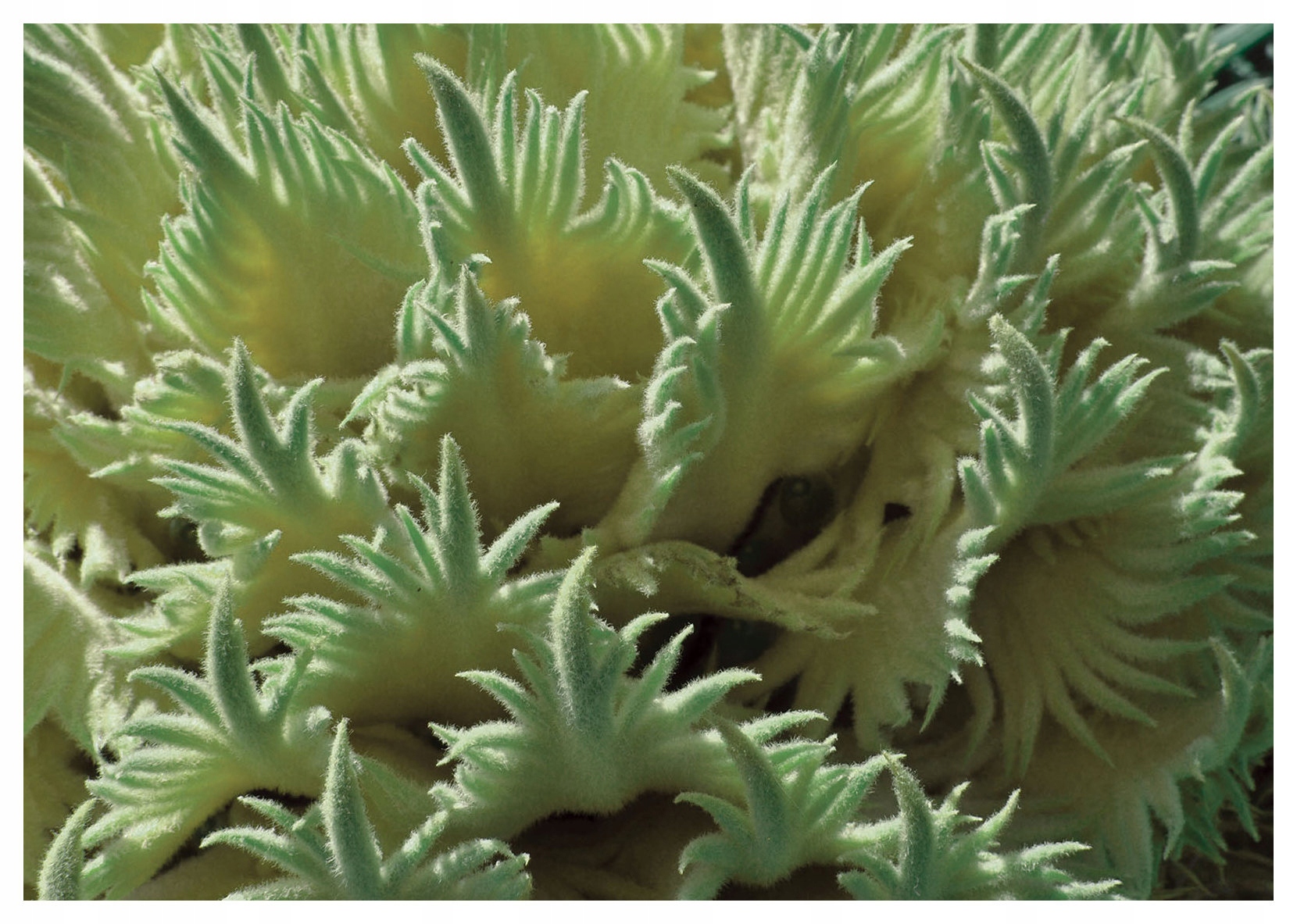 Tapeta Pastelová abstrakce do ložnice zeleno-žlutá vinylová 254x184 lepidlo