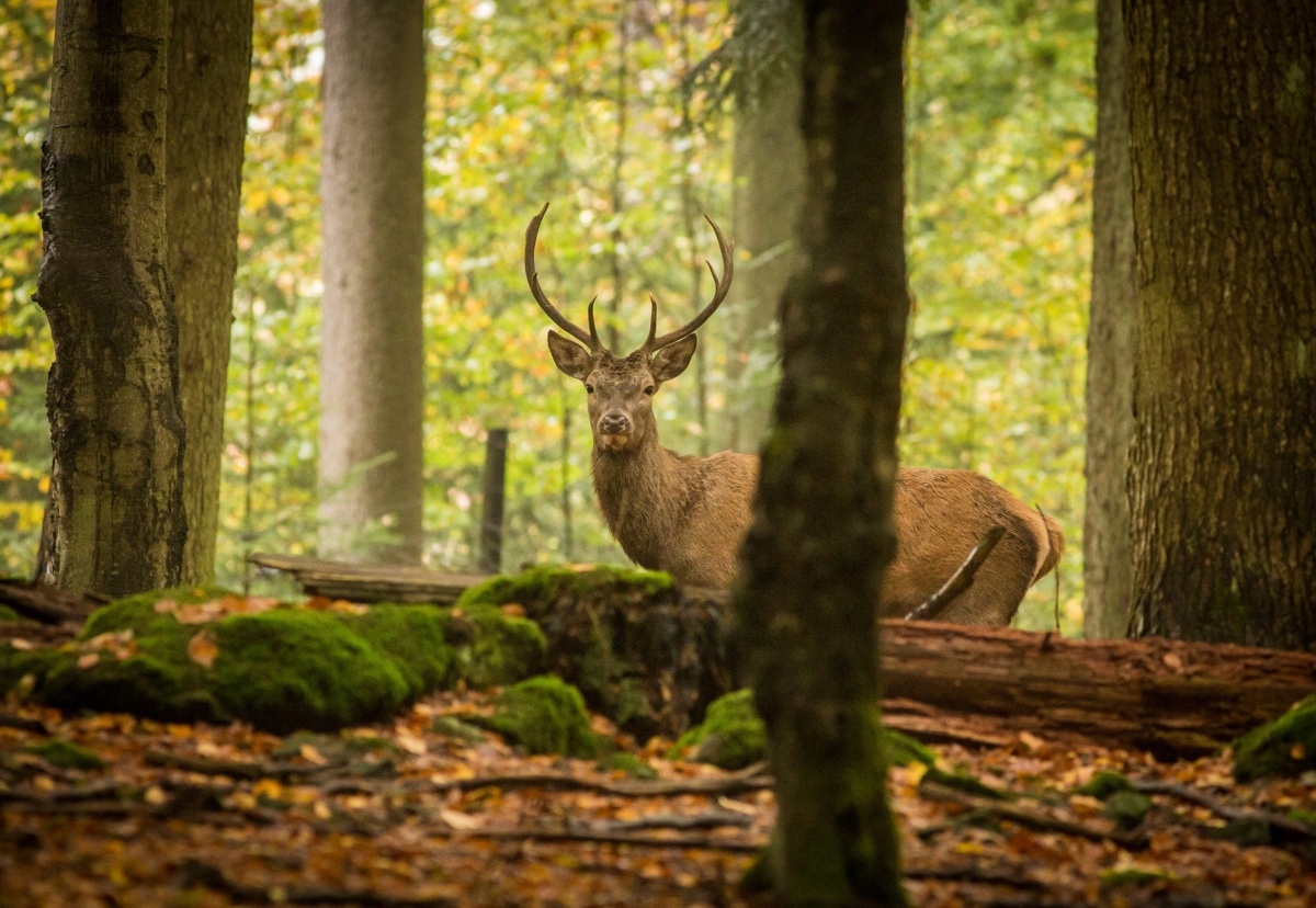 

Fototapeta Flizelinowa Jeleń Las 152x104