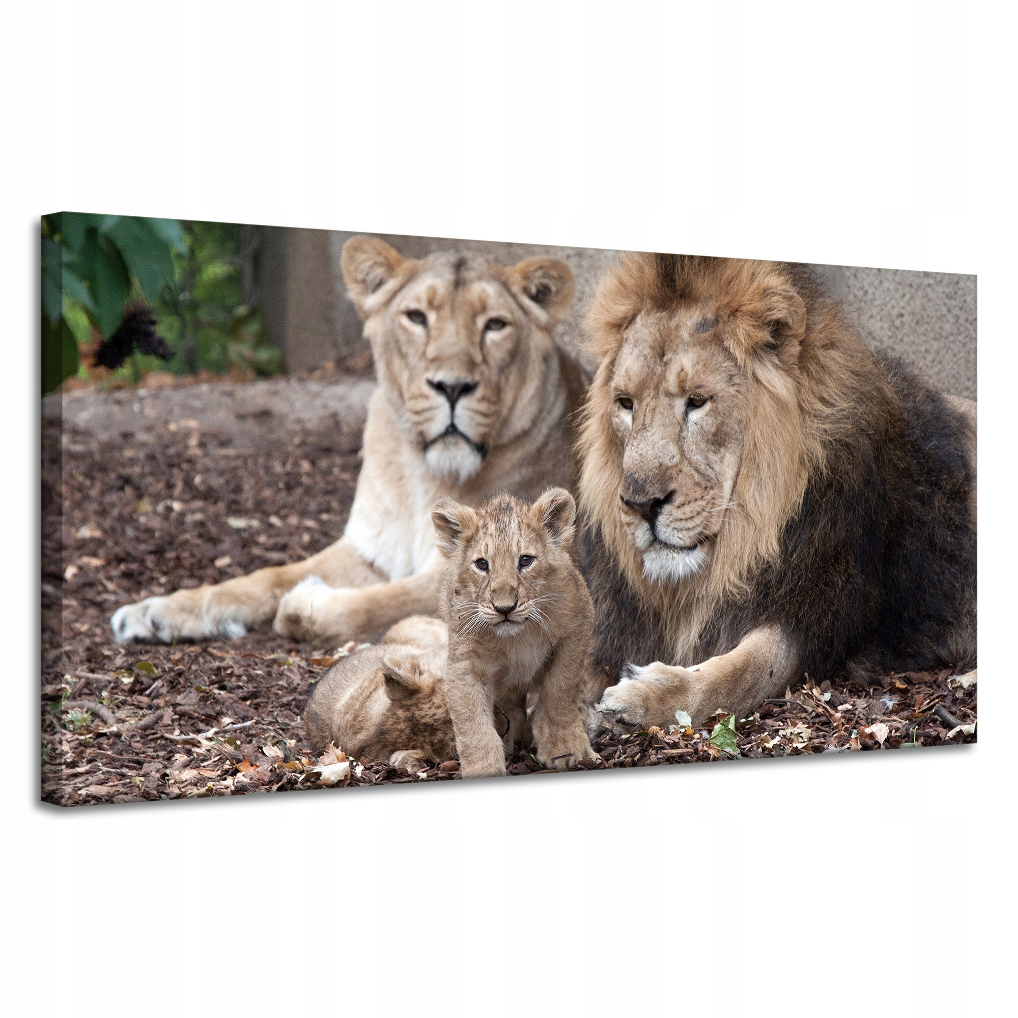 Obraz na plátně Rodina Lvů Fotografie Příroda 120x60 cm Ideální jako dárek