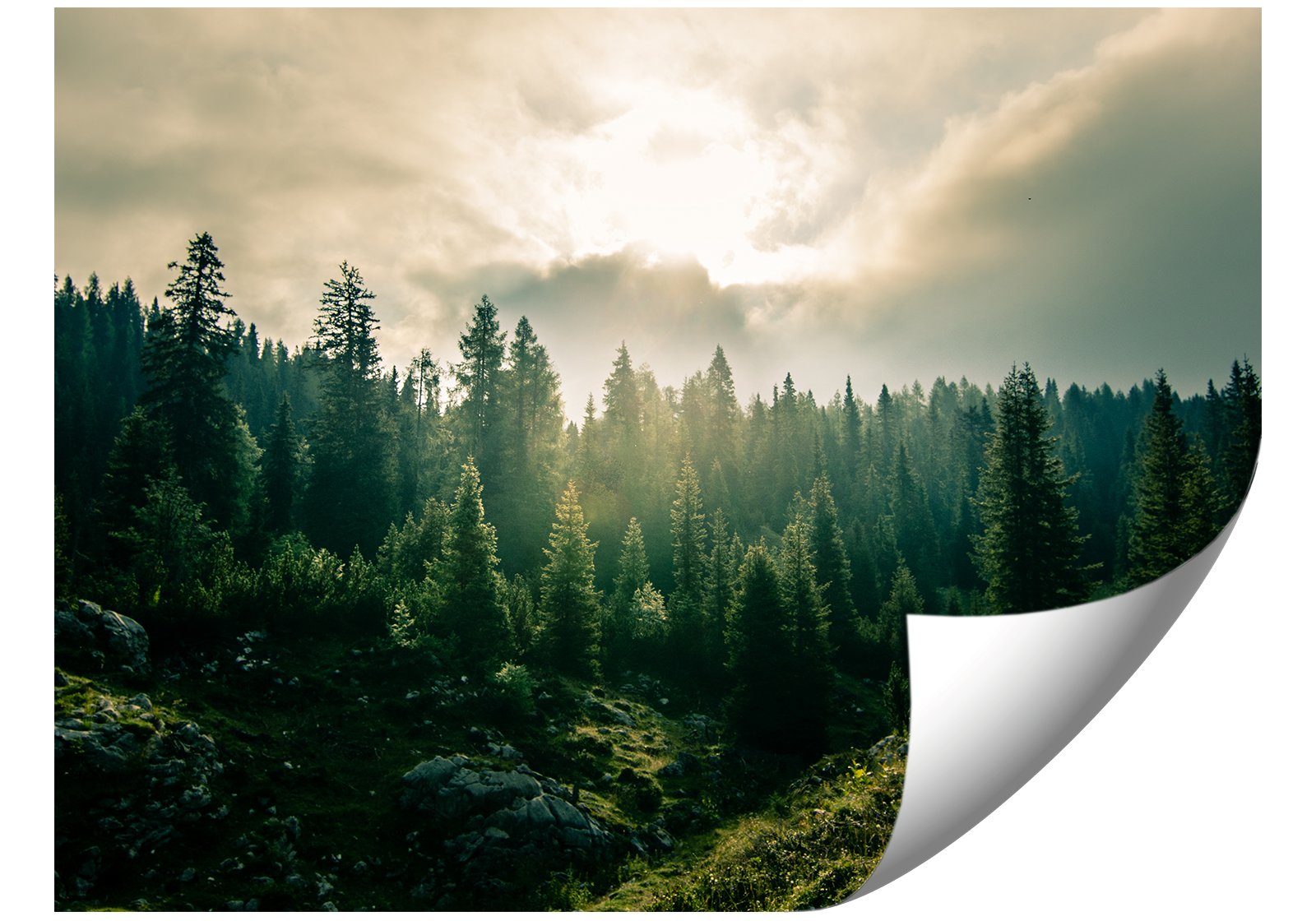 Fototapeta 05-LAS_WE_MGLE Do Sypialni Salonu Tapeta Ścienna 400x280