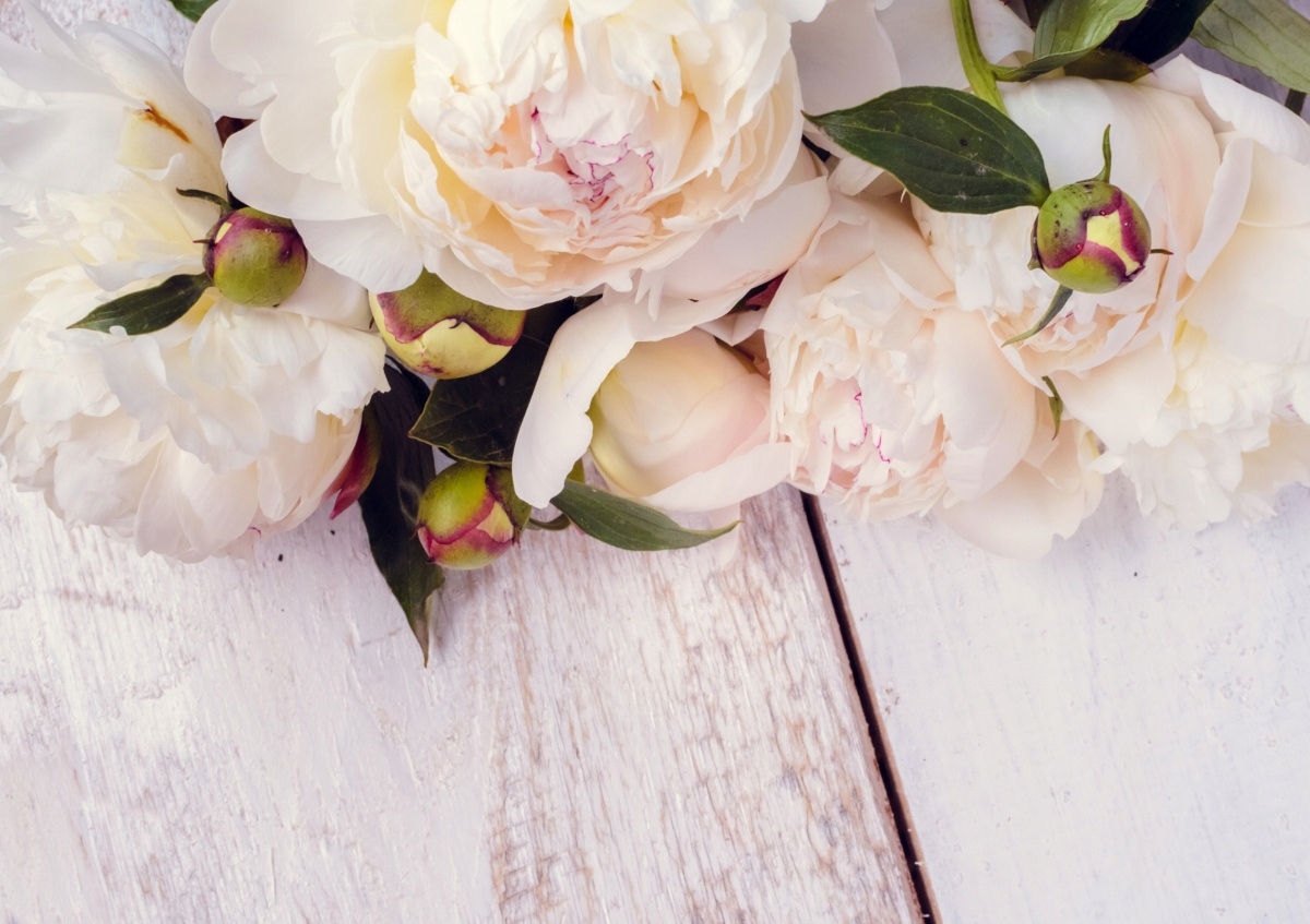 

Tapeta flizelinowa Białe peonie 208x146