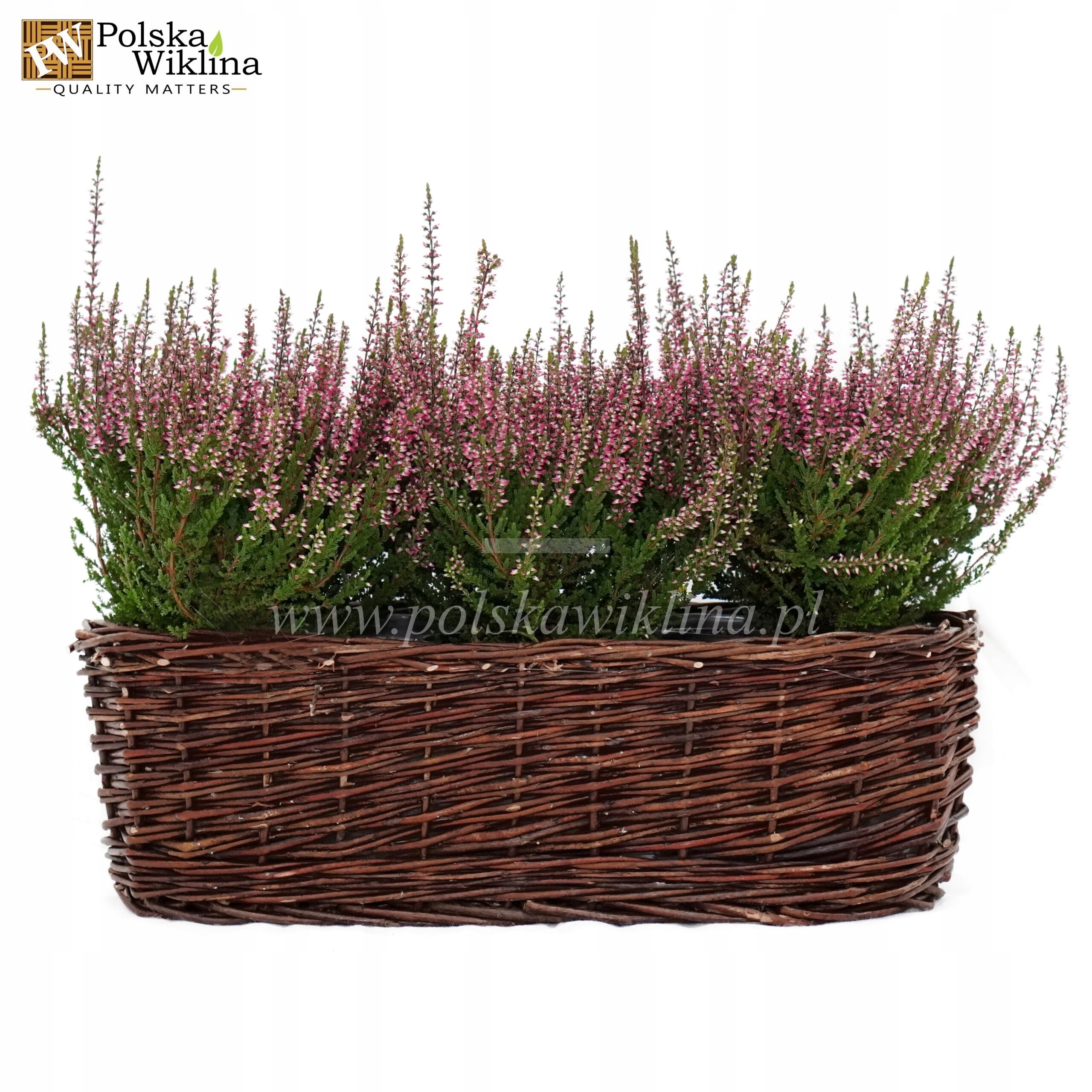 DONICZKA WIKLINOWA NA WRZOS WRZOSIEC CIEMNA 60cm