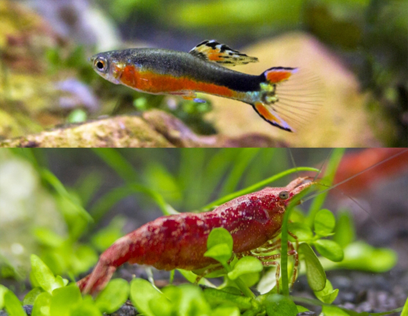 Krewetki Red Cherry 4x Gupiki Neonowe 3x