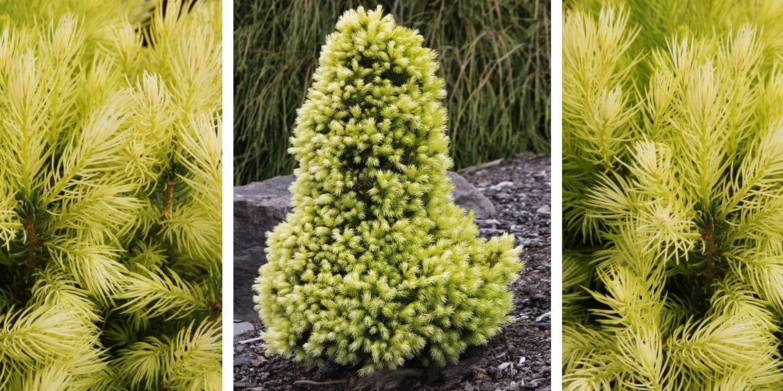 ŚWIERK Z BIAŁYMI PĘDZELKAMI MINIATURA DAISY WHITE EAN 5904172841841