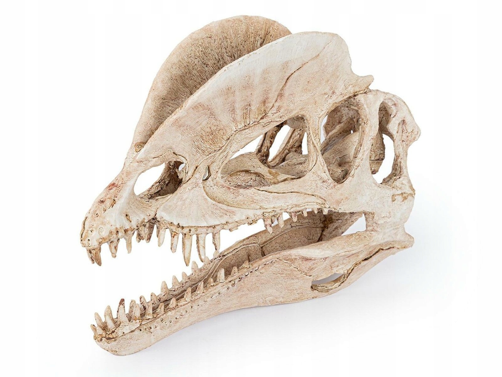 Levně Lebka dinosaura ozdoba do terária Happet R176