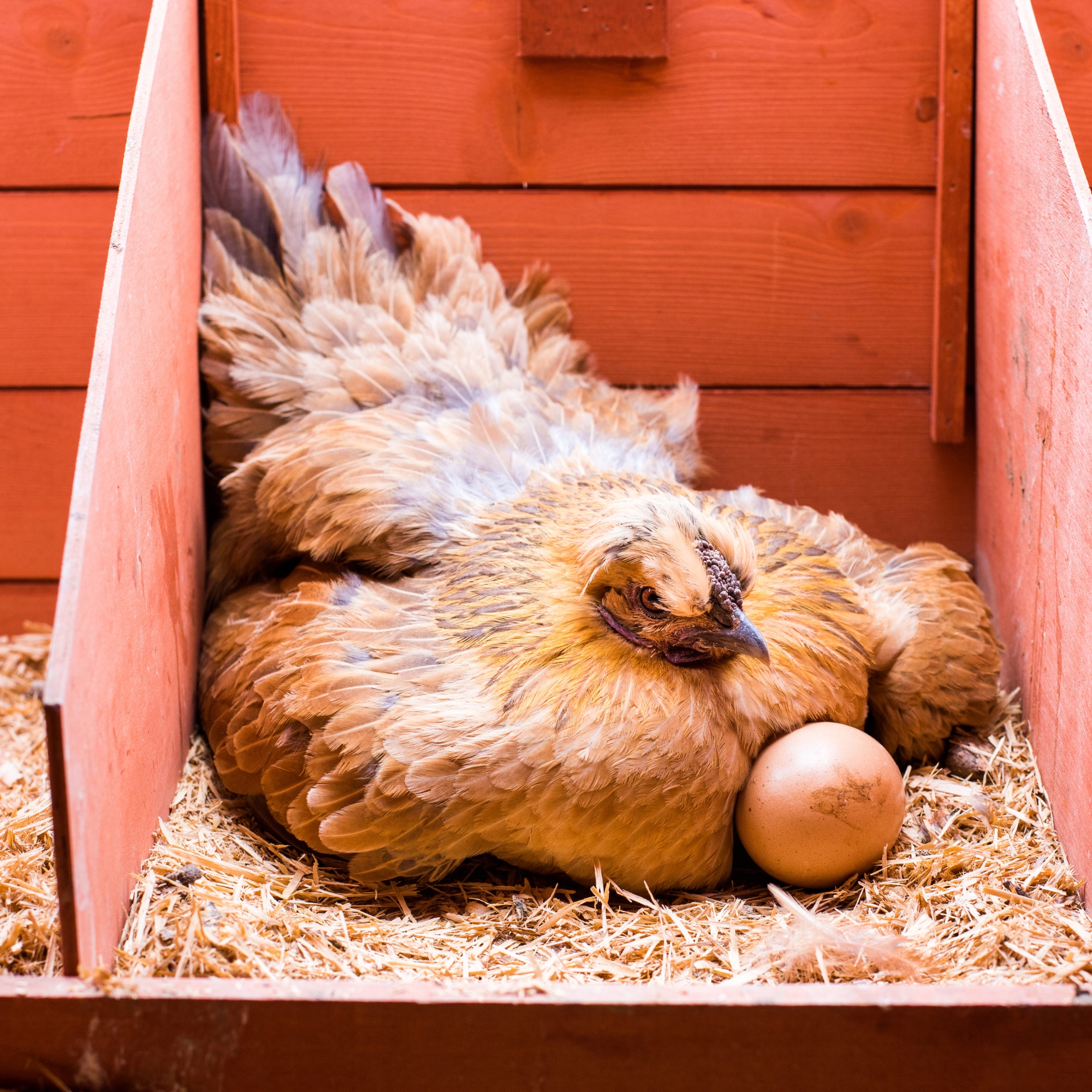 Jajko Podkładowe dla Kury Średniej Pełne Średnie 1 sztuka Polmark Nazwa handlowa jaja dla kur