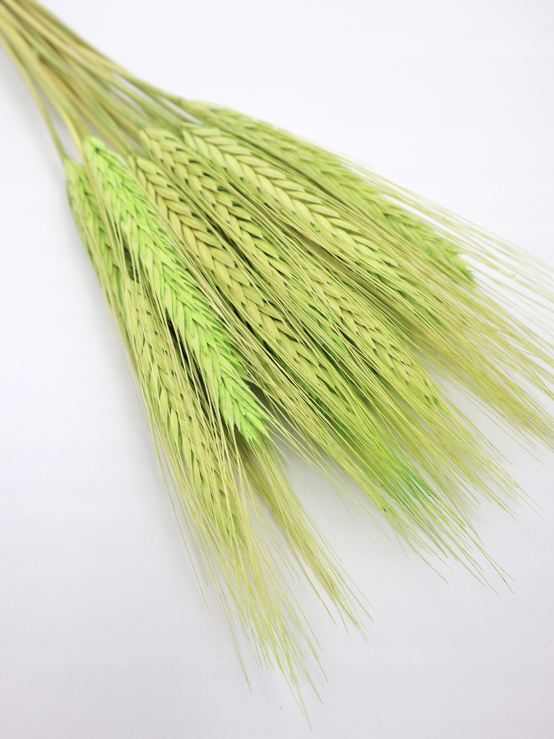 

Pszenżyto, naturalne suszone zboże, suszki