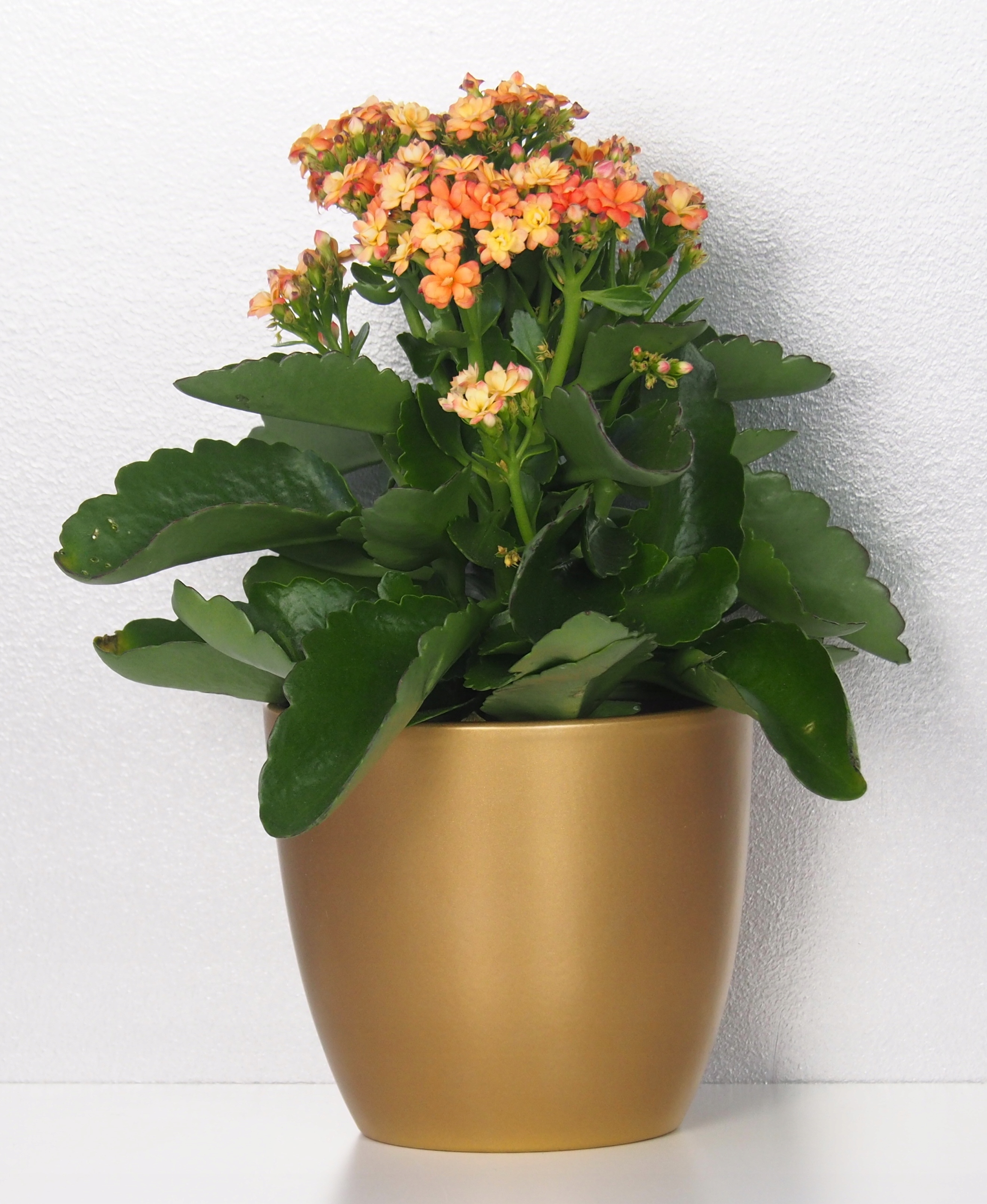 

Złota osłonka na doniczkę Scheurich śr. 19 cm